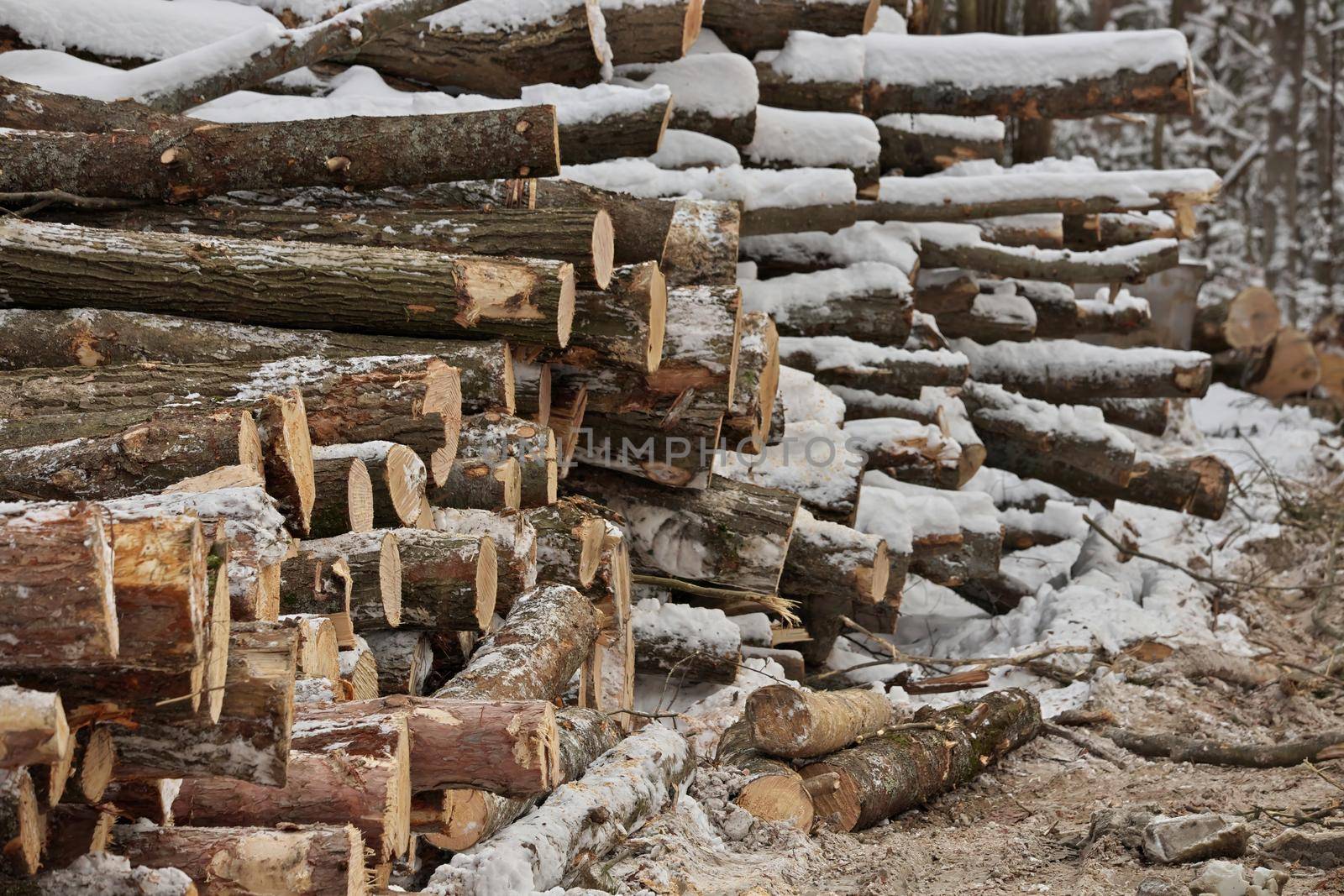 Freshly Harvested Timber from a Logging Operation Piled by the Forest in Winter. High quality photo.