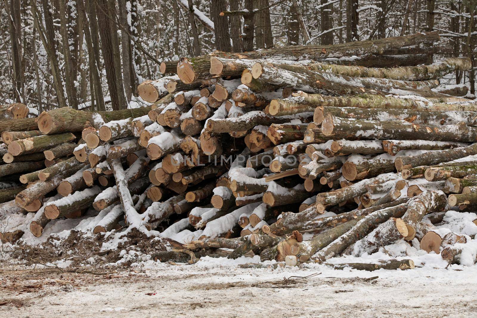 Freshly Harvested Timber from a Logging Operation Piled by the Forest in Winter by markvandam