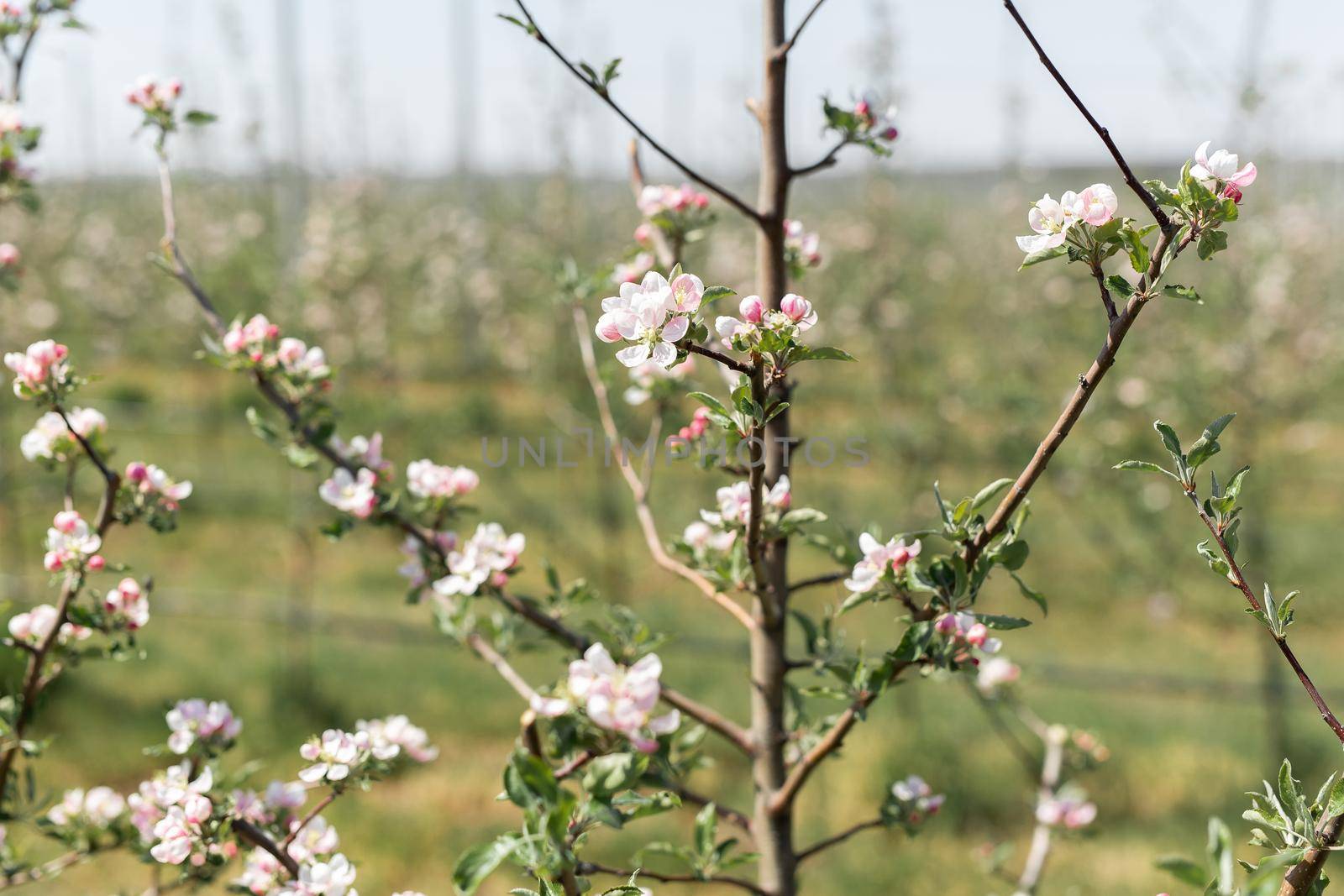 Close-up of an Apple tree branch in bloom.