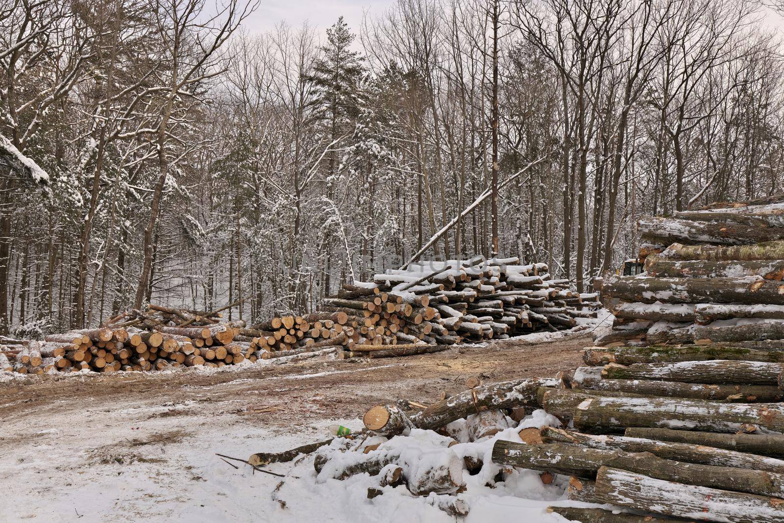 Freshly Harvested Timber from a Logging Operation Piled by the Forest in Winter by markvandam