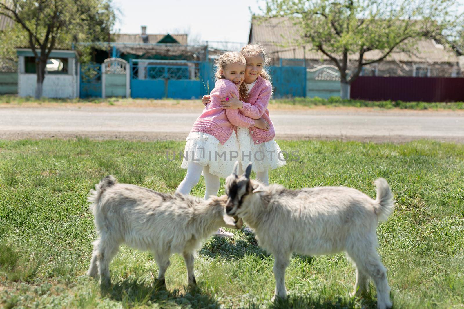 Two little twin sisters watch goats in a meadow in the village and hug.