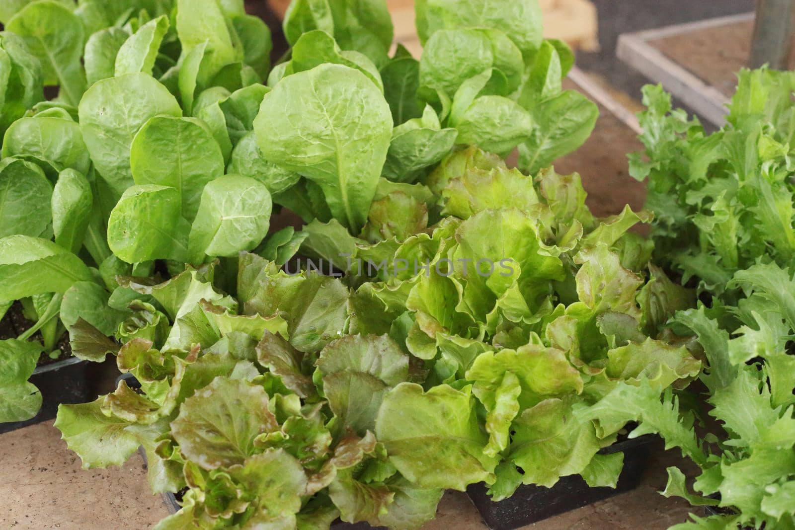 plants of different types of green salad at the market