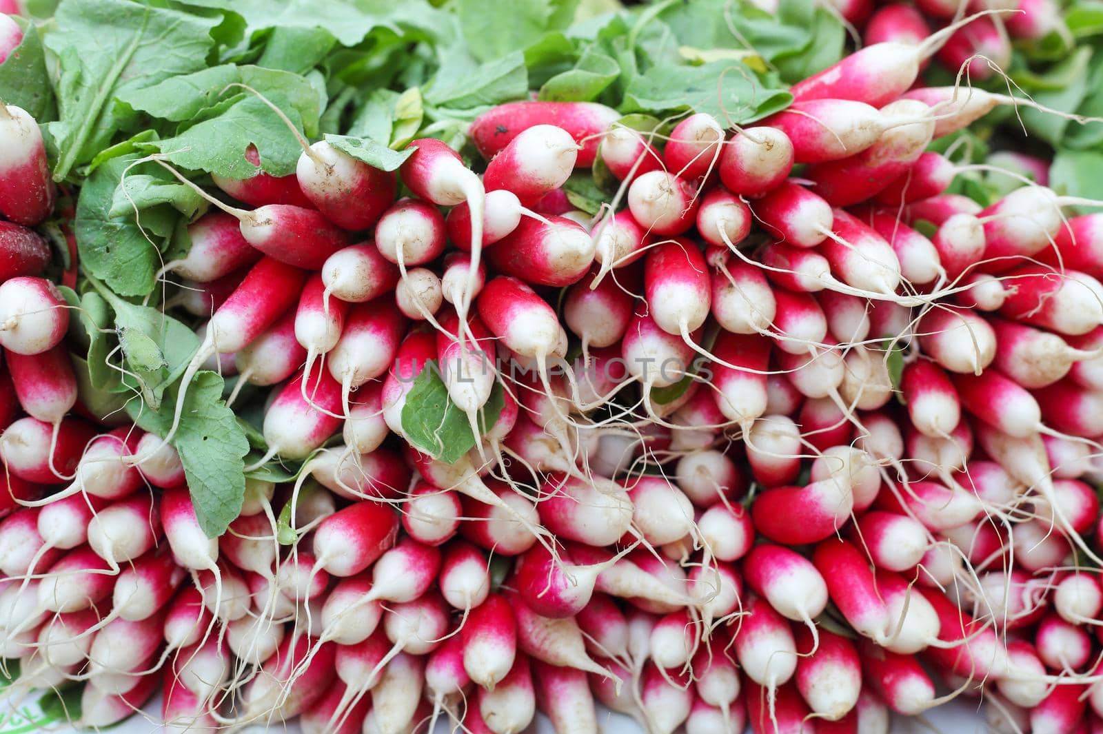fresh organic farm radish at the market closeup
