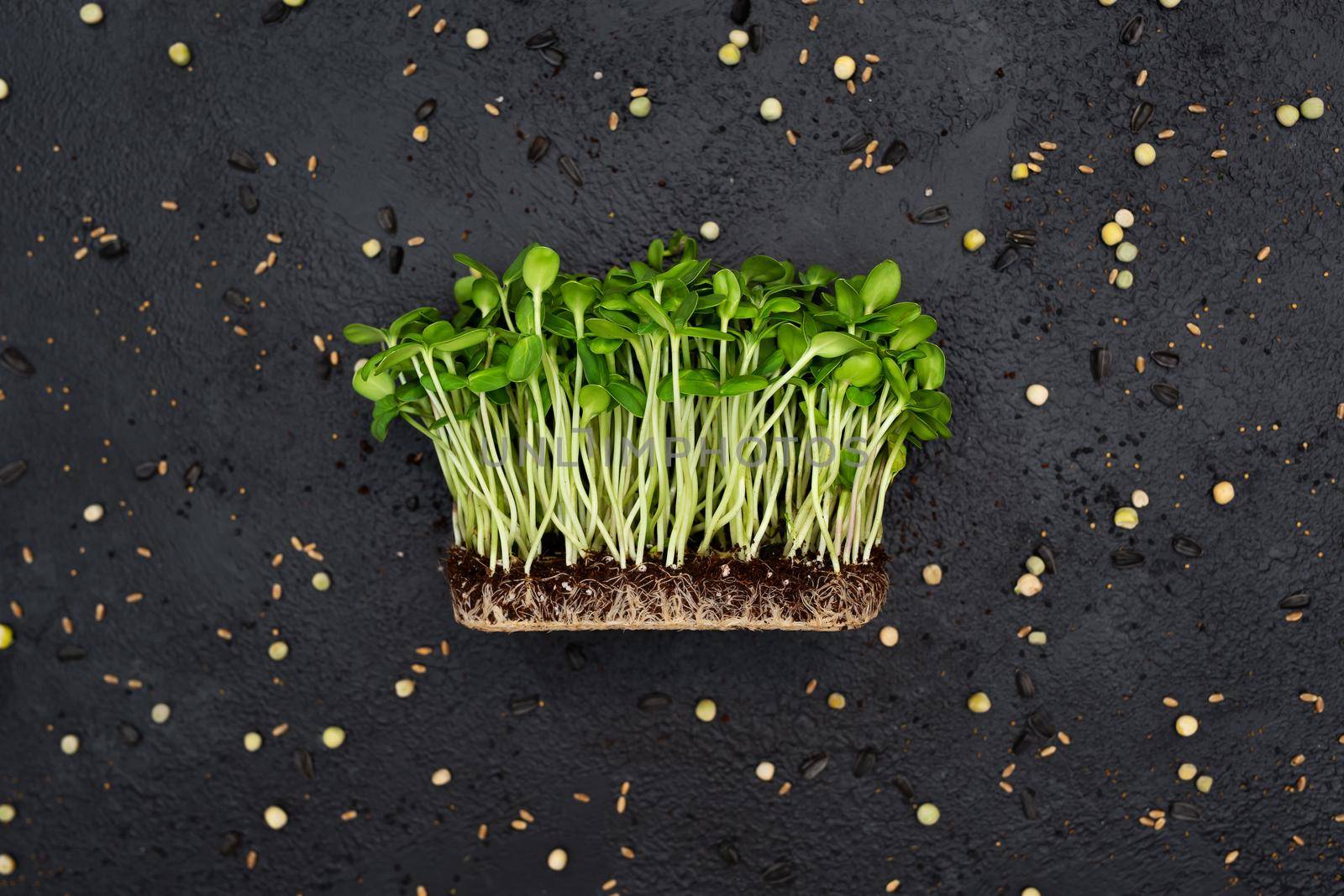 Sprouts vegetable sunflower micro, microgeen. Healthy food for decorating dishes. by StudioPeace