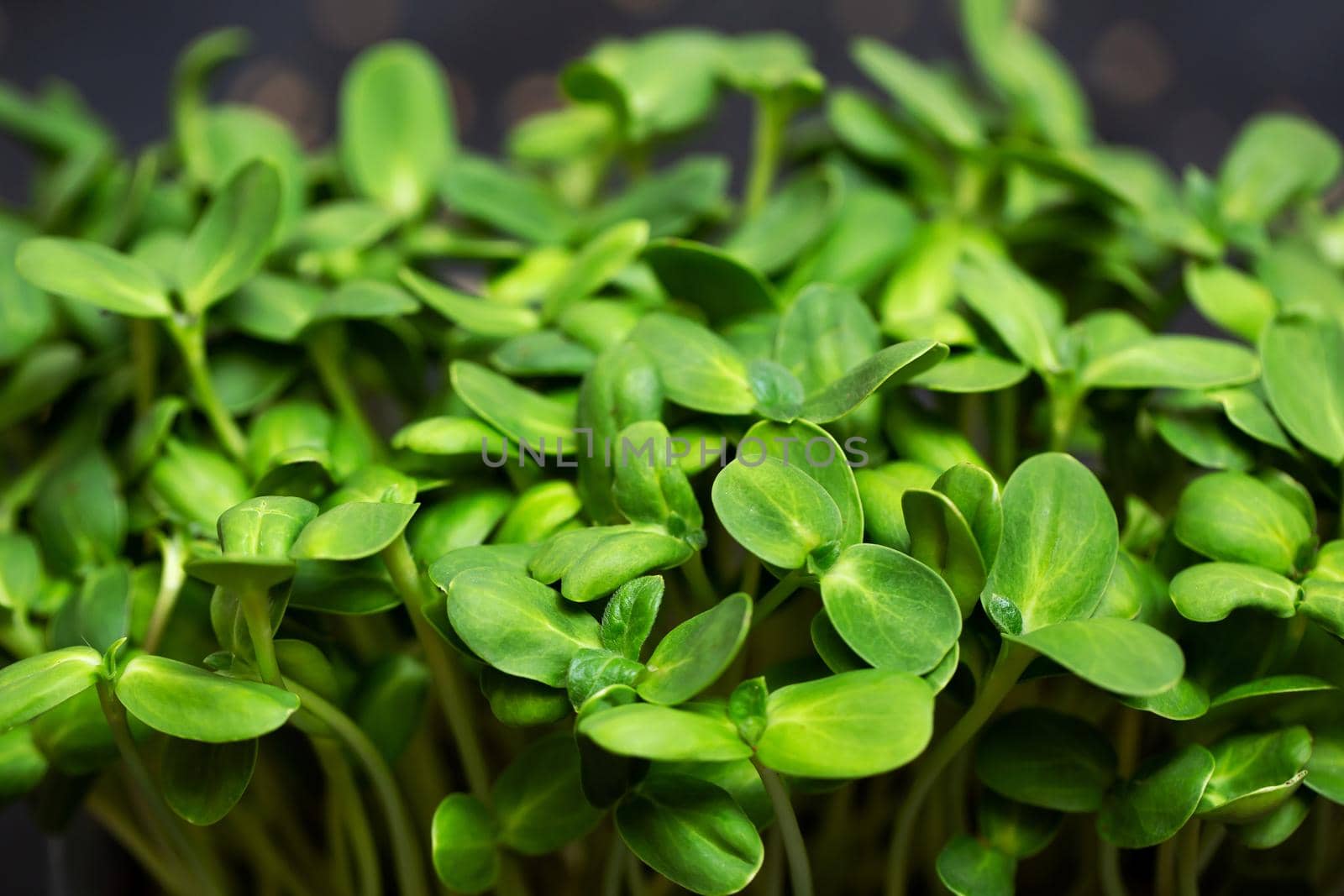 Micro-shoots of vegetable sunflower in close-up, microgreen. by StudioPeace