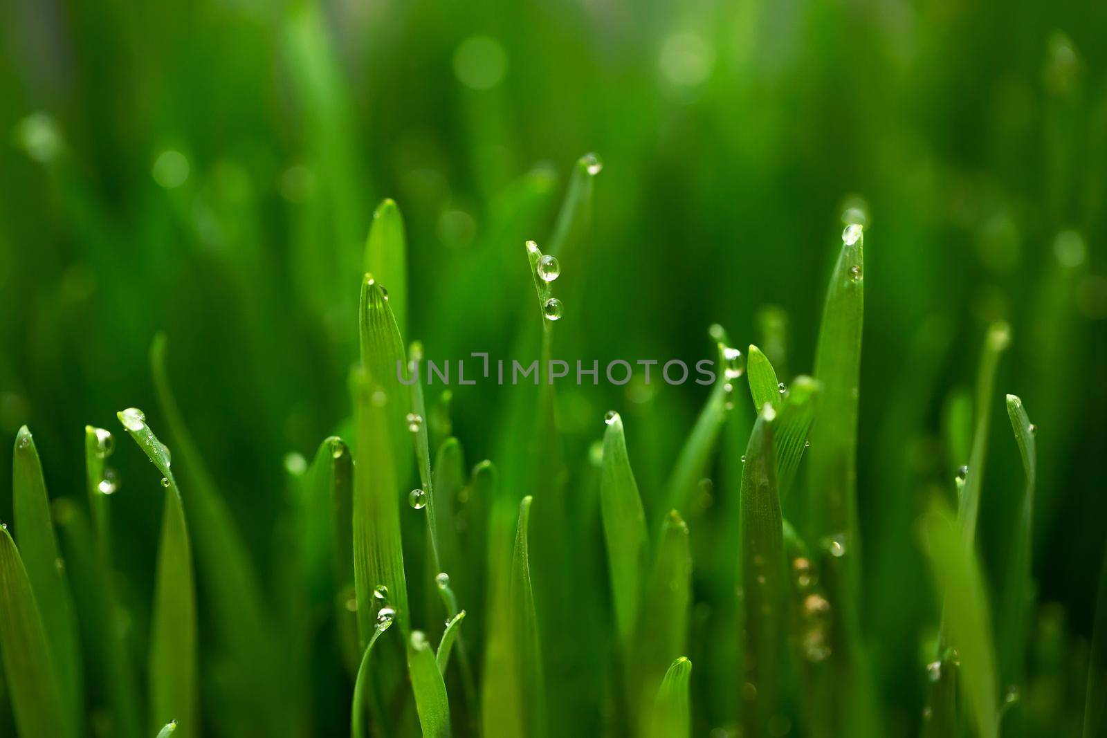 Fresh green wheat grass with drops dew