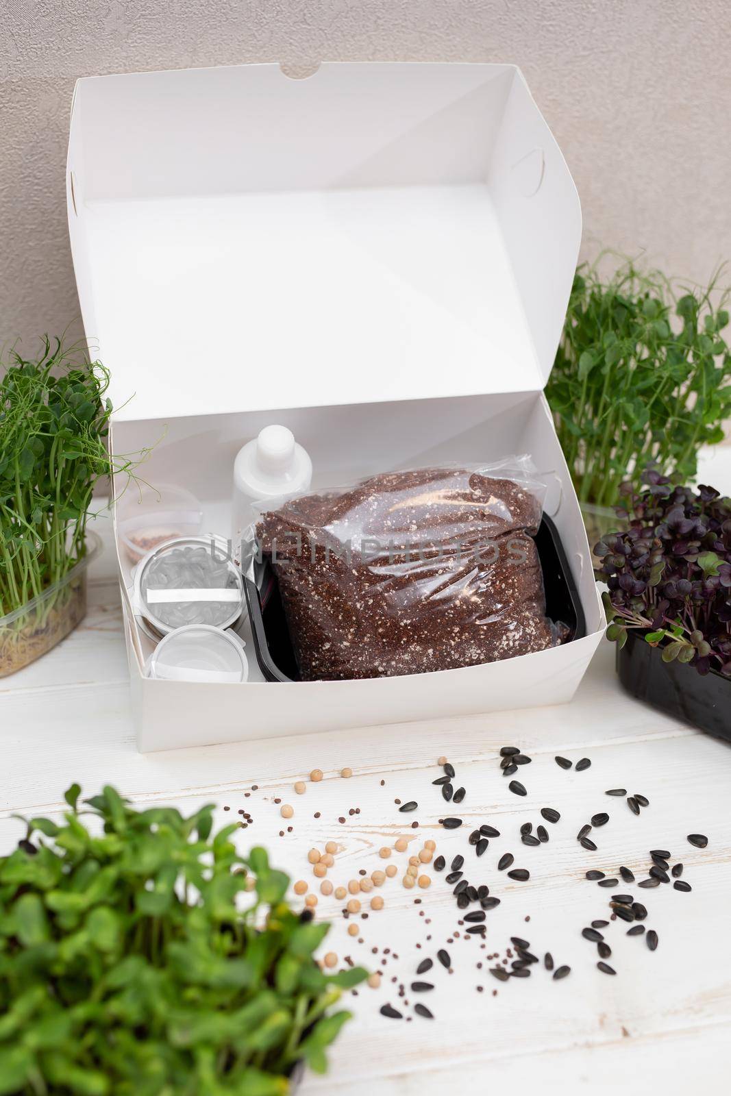 Grow microgreens. A set of seeds of different plants t soil in a box. Urban gardening. Hobby by StudioPeace