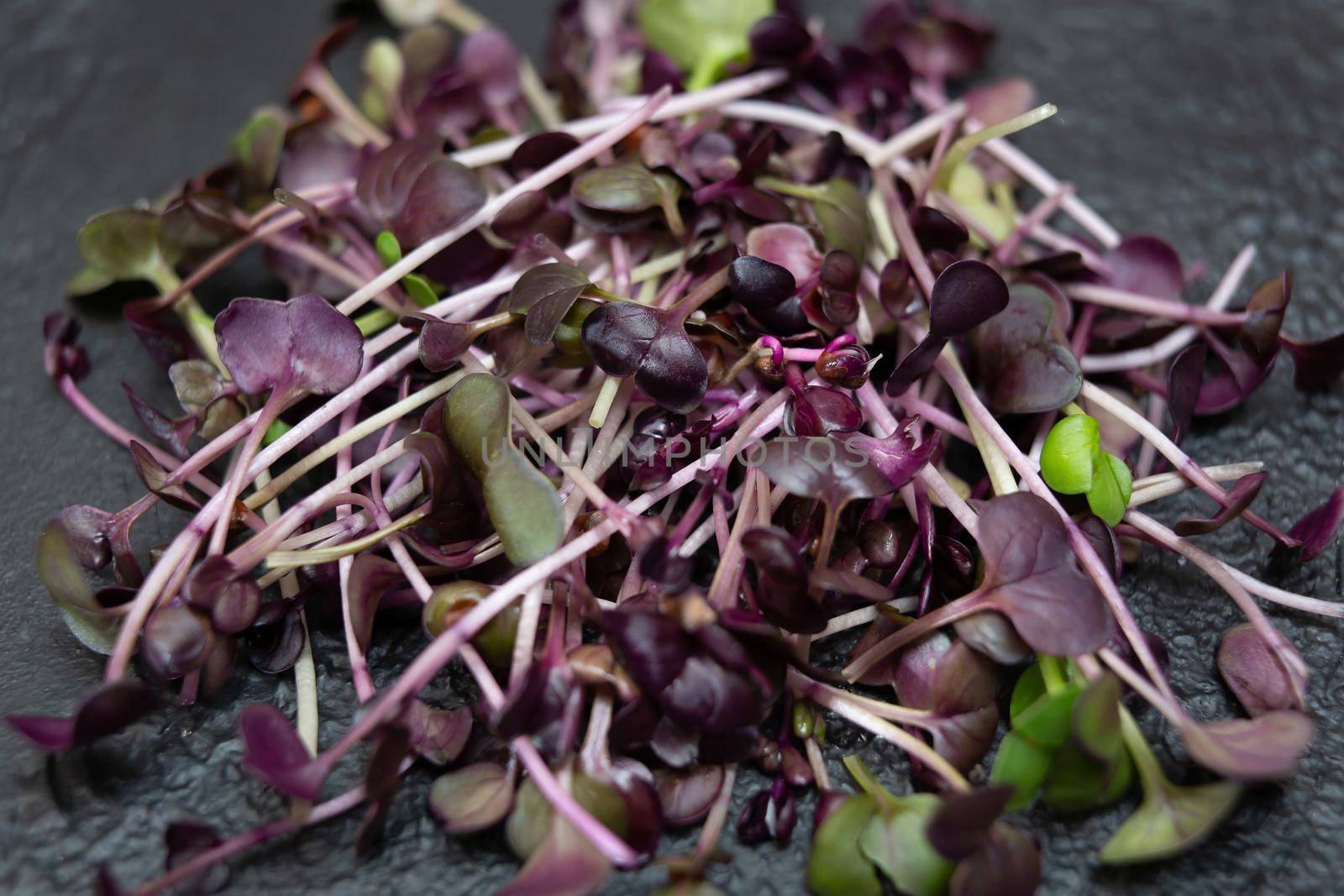 Fresh microgreens. Close-up of microgreens of purple radish. Germination of seeds at home by StudioPeace