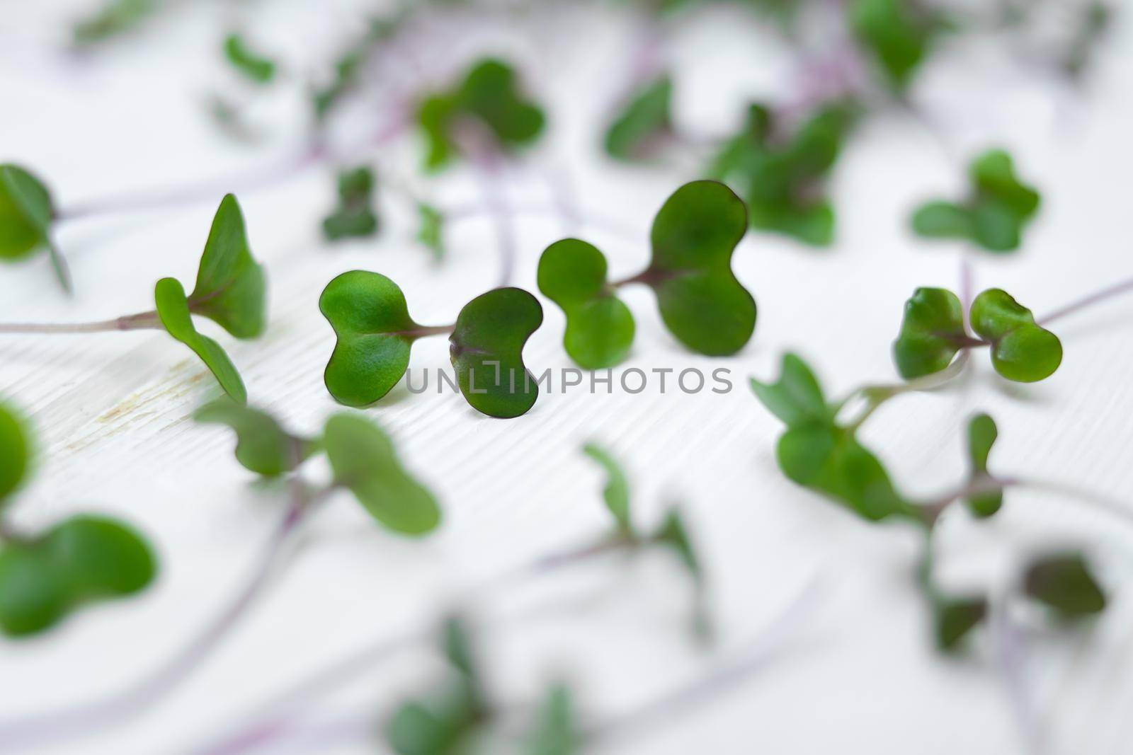 Fresh red cabbage sprouts, cut stems on white wood, top view. Kohlrabi microgreens. Growing microgreens at home. Purple and green sprouts. by StudioPeace