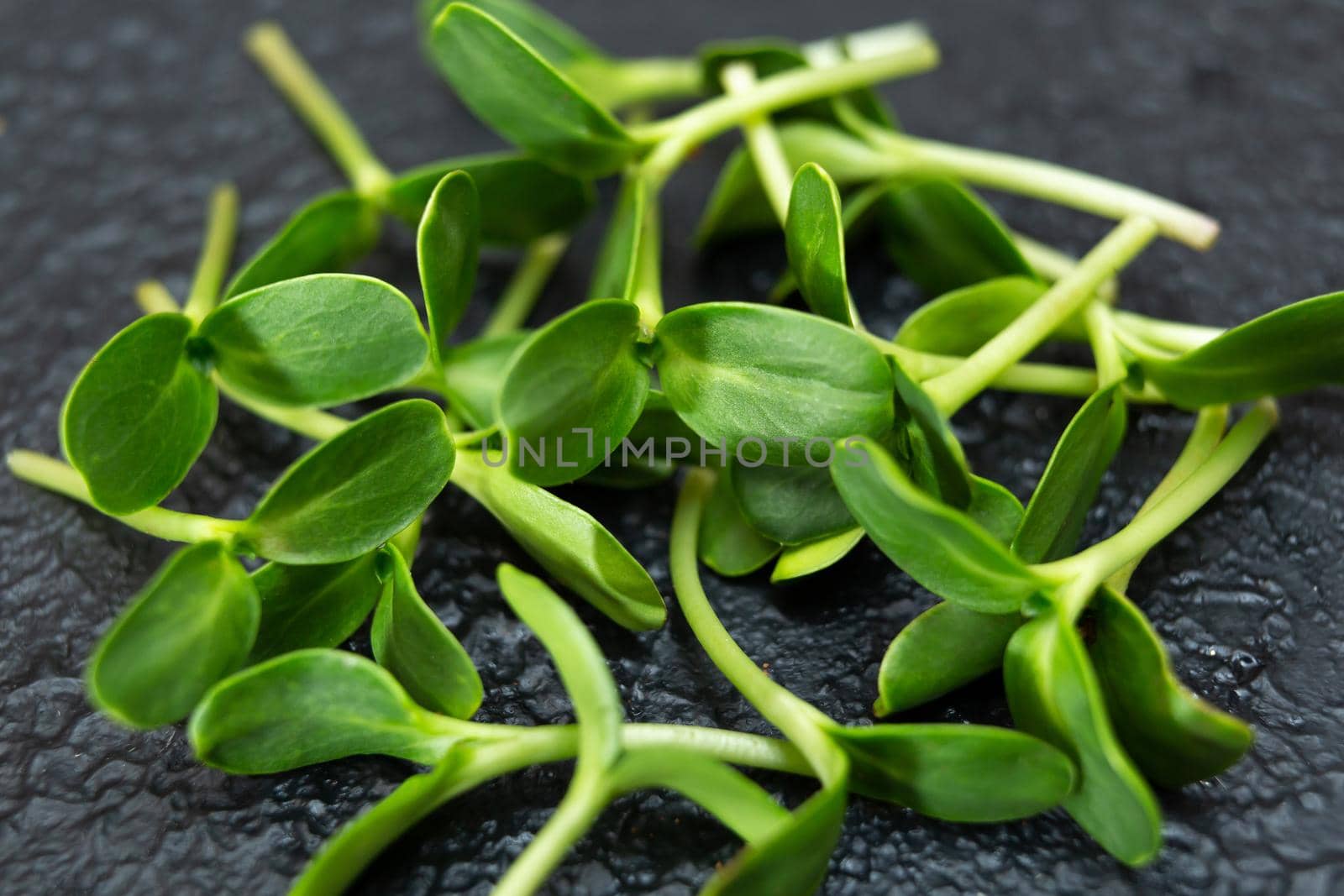 Fresh young organic sunflower sprouts on a black background. The concept of healthy eating. microgreen by StudioPeace