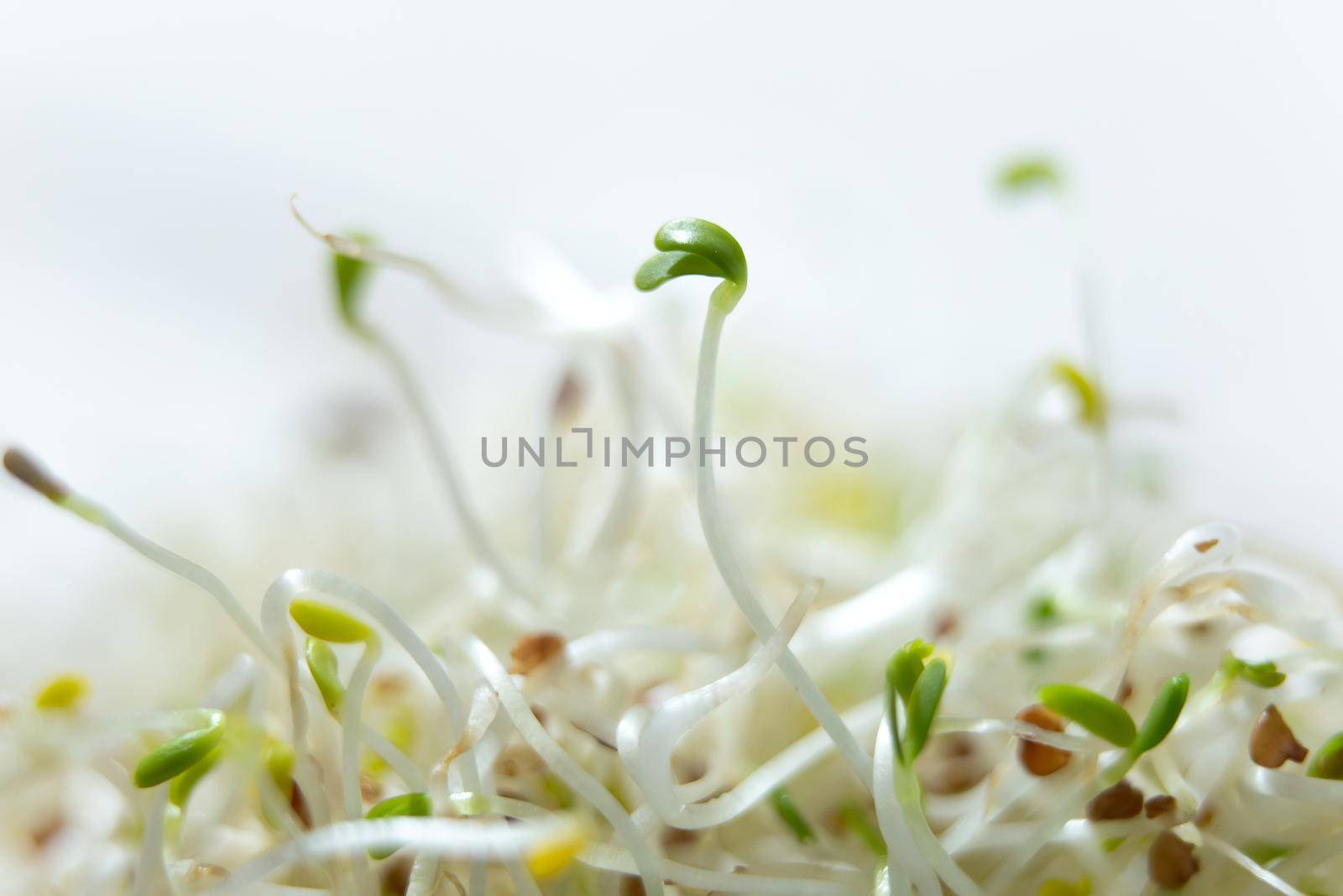 A closeup shot of fresh and raw alfalfa sprouts. by StudioPeace