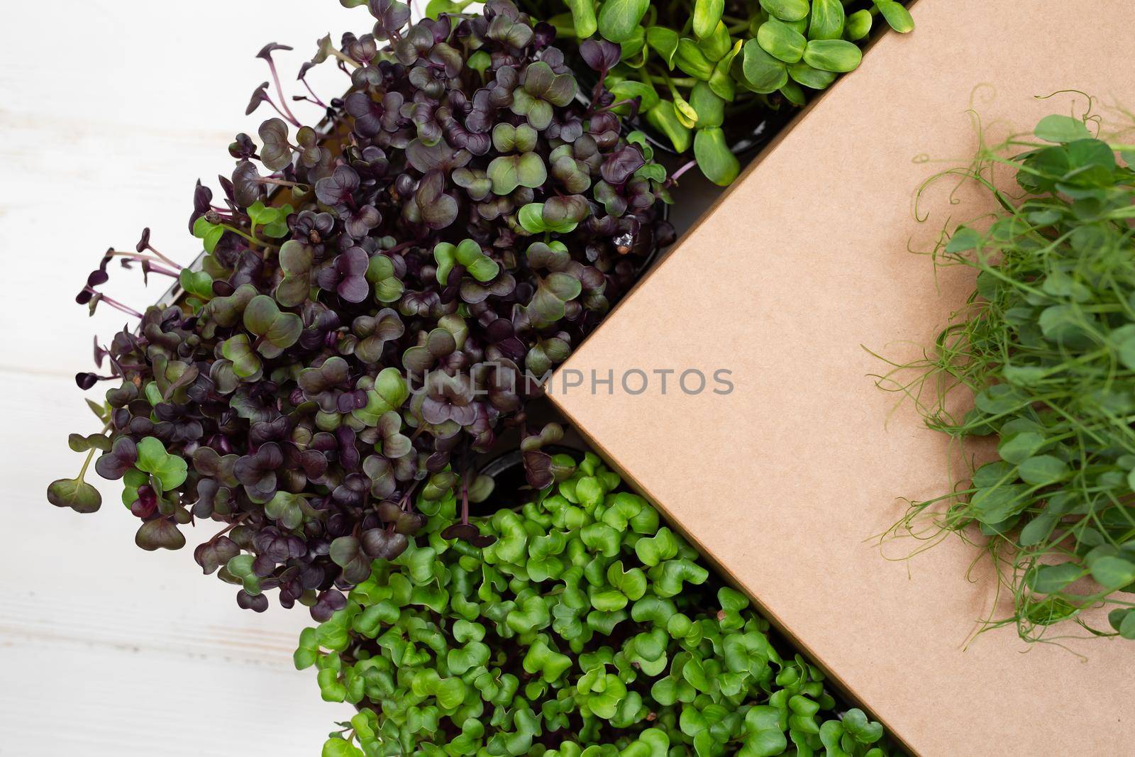 Frame of different types of microgreens: peas, sunflower, radish cabbage