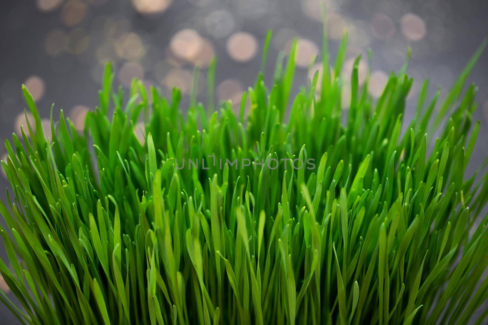 Micro-shoots of wheat in close-up, microgri and witgrass. by StudioPeace