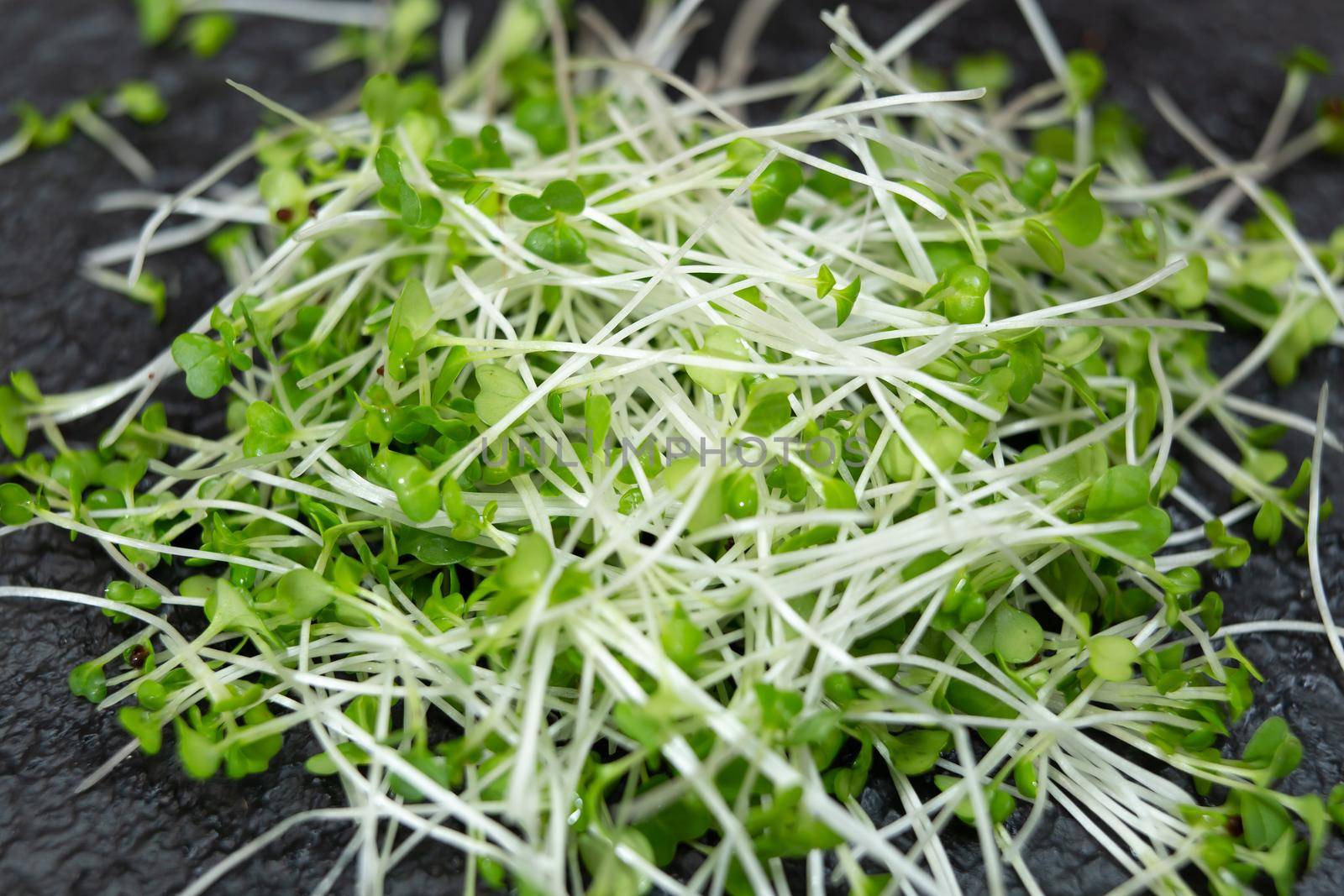 Close-up of microgreen broccoli. Concept of home gardening and growing greenery indoors