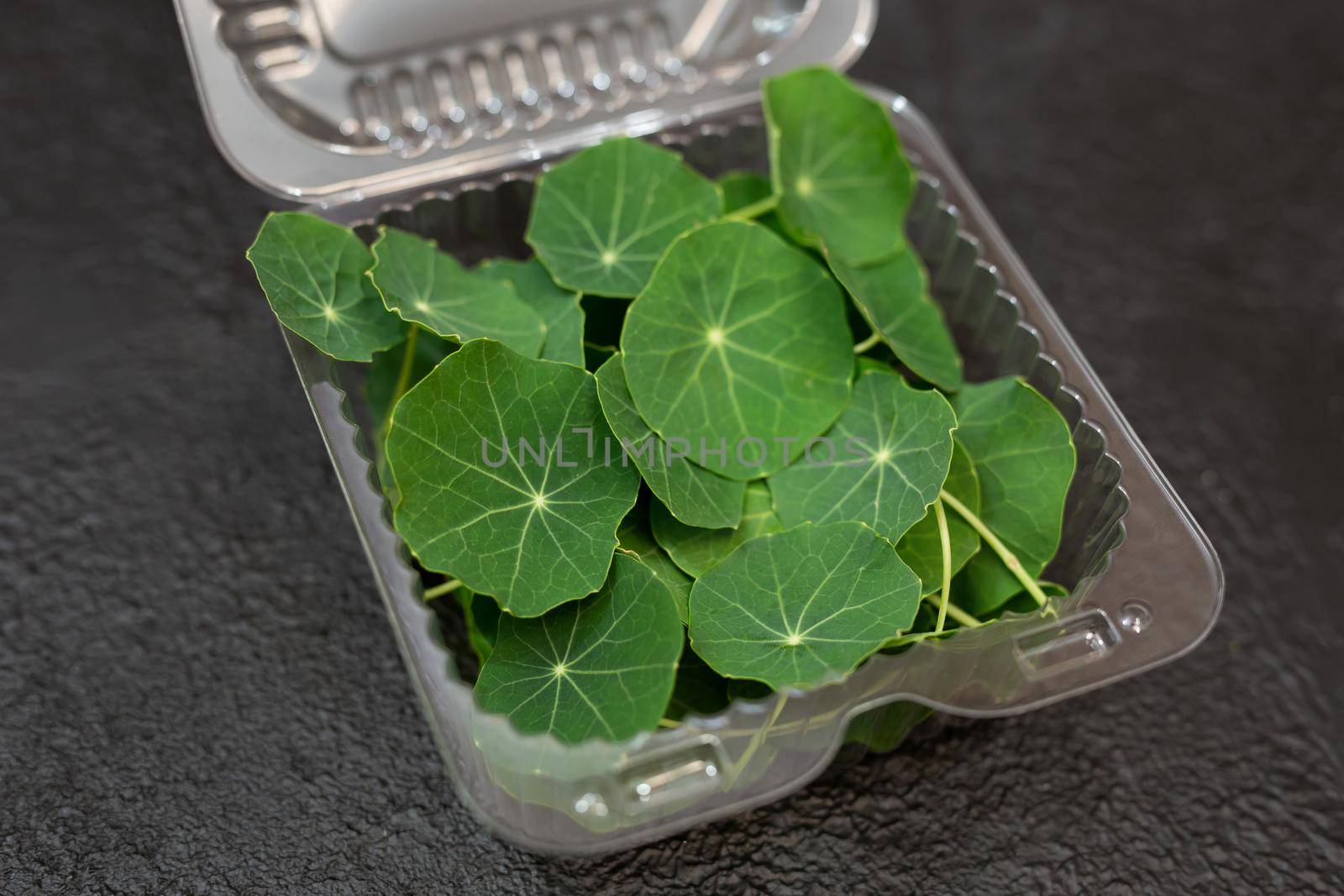 Microgreen, nasturtium leaf in a transparent plastic box.