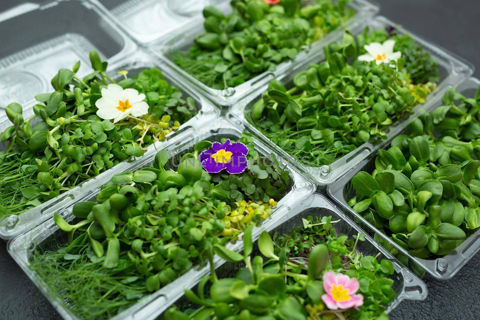 Microgreens , healthy food, organic food, super food. Box with fresh young sprouts