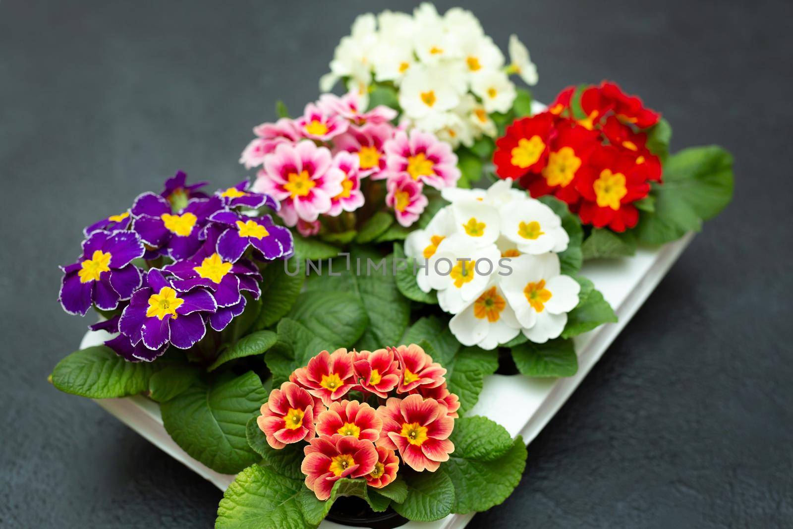 Flower pots with multicolored primroses on a black background. by StudioPeace