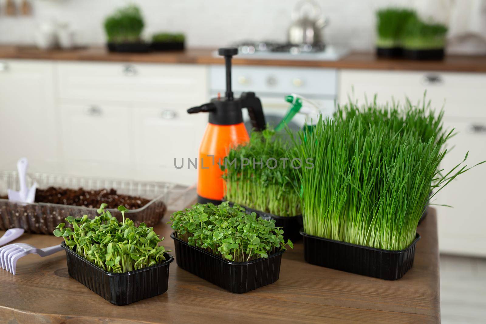 Micro greens on the kitchen table are ready to eat. Healthy food, vegetarianism.