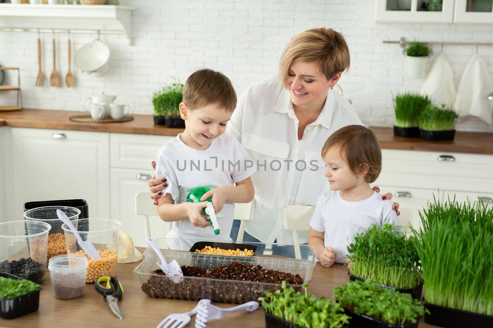 Small children help their mother in the kitchen to plant micro-green, water and fill it. The concept of healthy eating and vegetarianism.