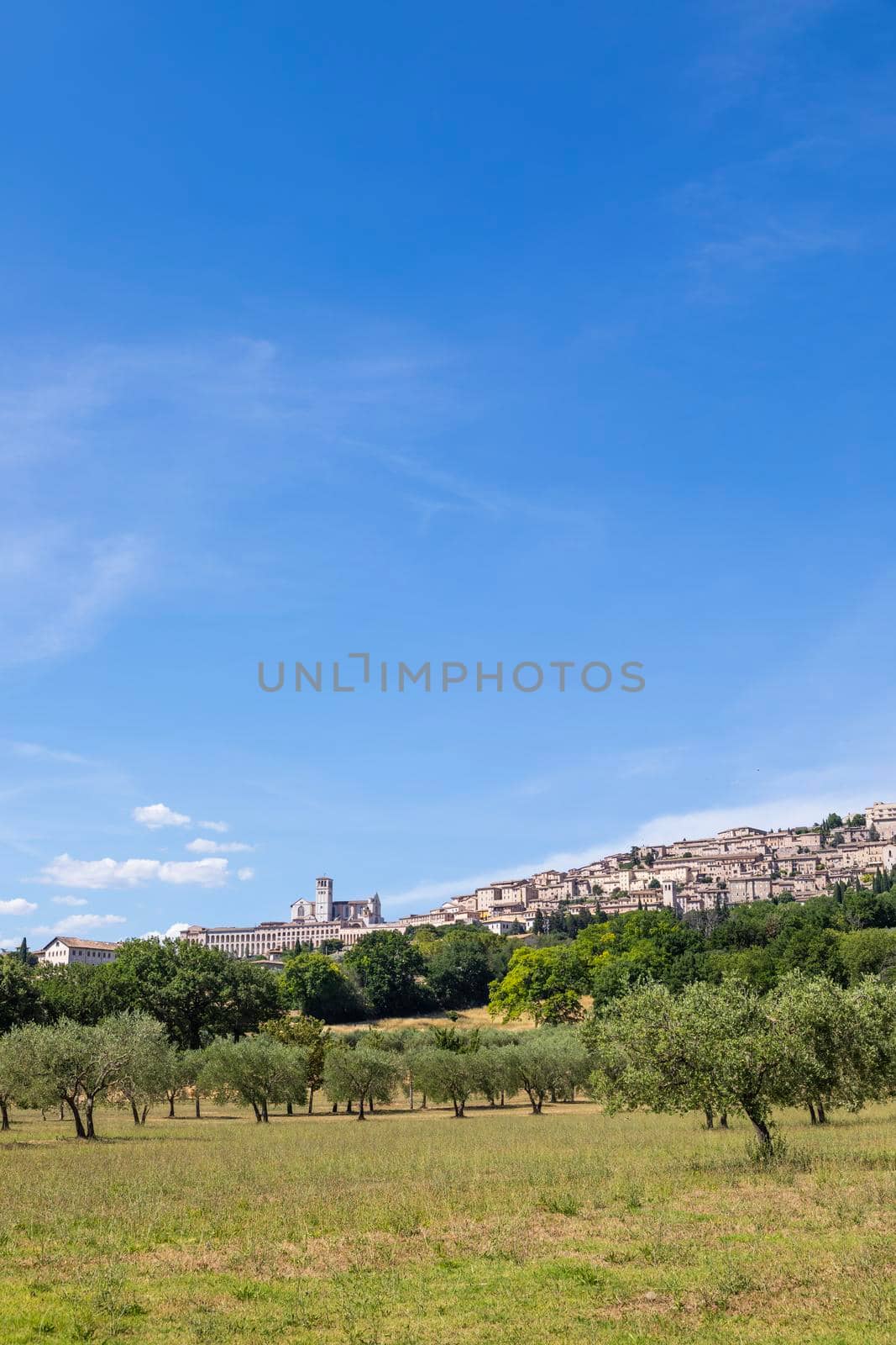 Olive trees in Assisi village in Umbria region, Italy. The town is famous for the most important Italian St. Francis Basilica (Basilica di San Francesco)