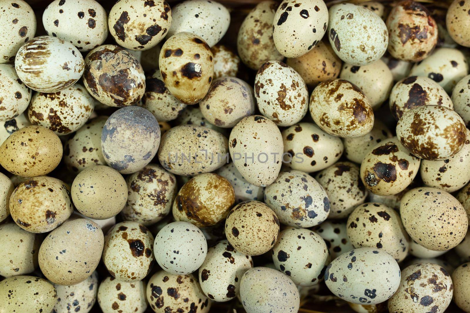 Lots of small quail eggs close up