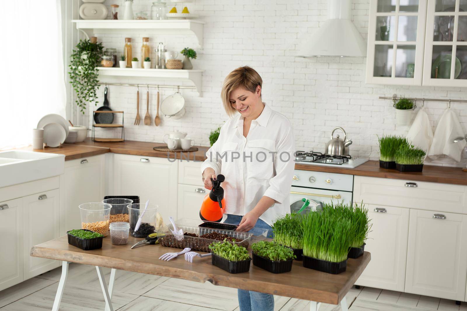 Woman city farmer watering pea sprouts in a modern greenhouse. Microgreens.