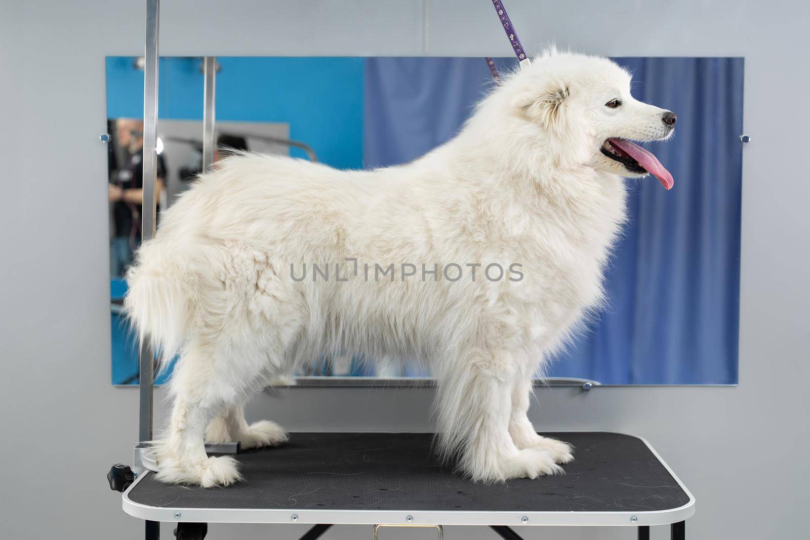 Portrait of a Samoyed dog in a barber shop before haircut and washing by StudioPeace