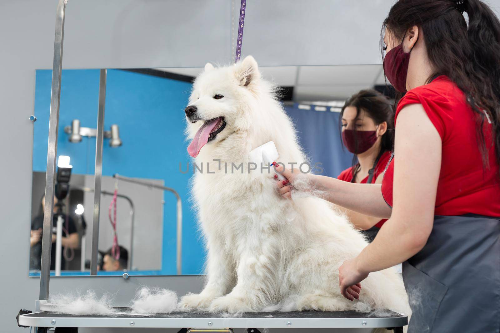 A female groomer combing a Samoyed dog with comb. Big dog in grooming salon by StudioPeace