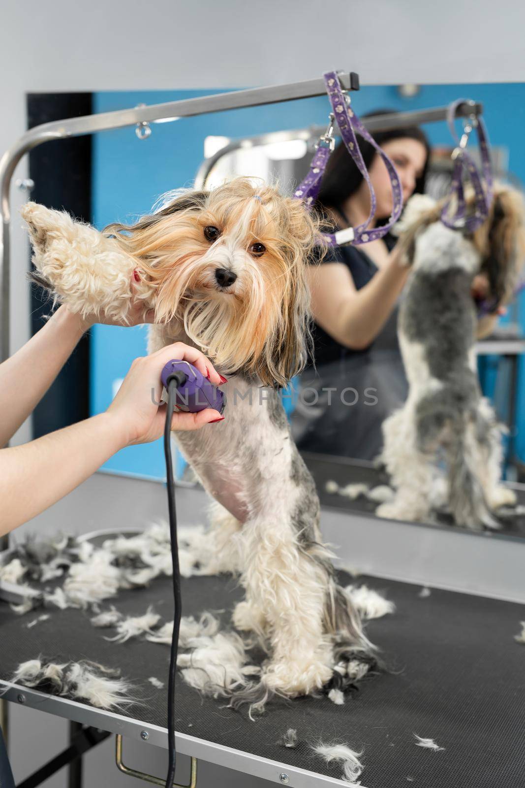 A groomer shaves a dog's fur with a razor in a barber shop.