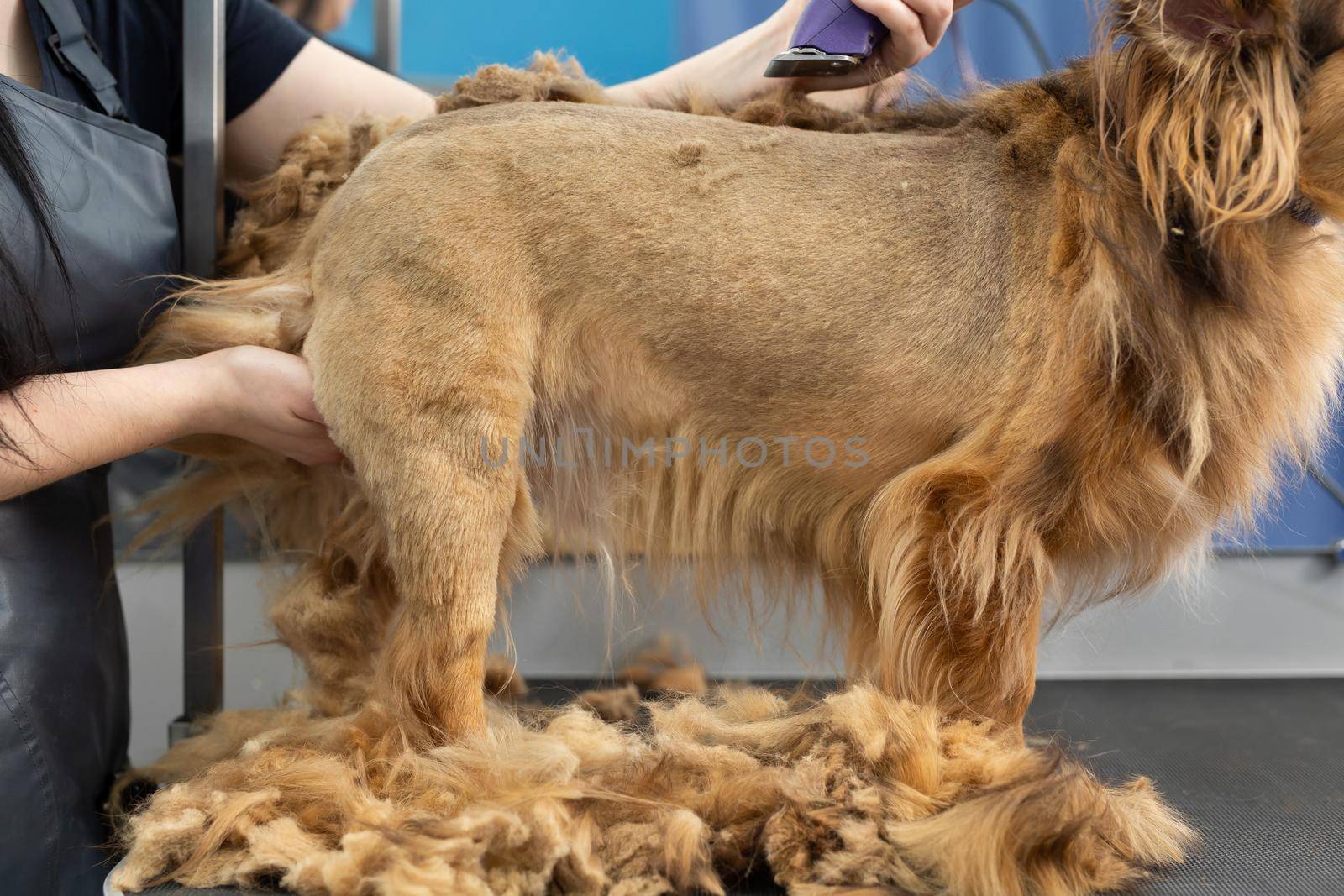 A groomer shaves a dog's fur with an electric razor in a barber shop by StudioPeace