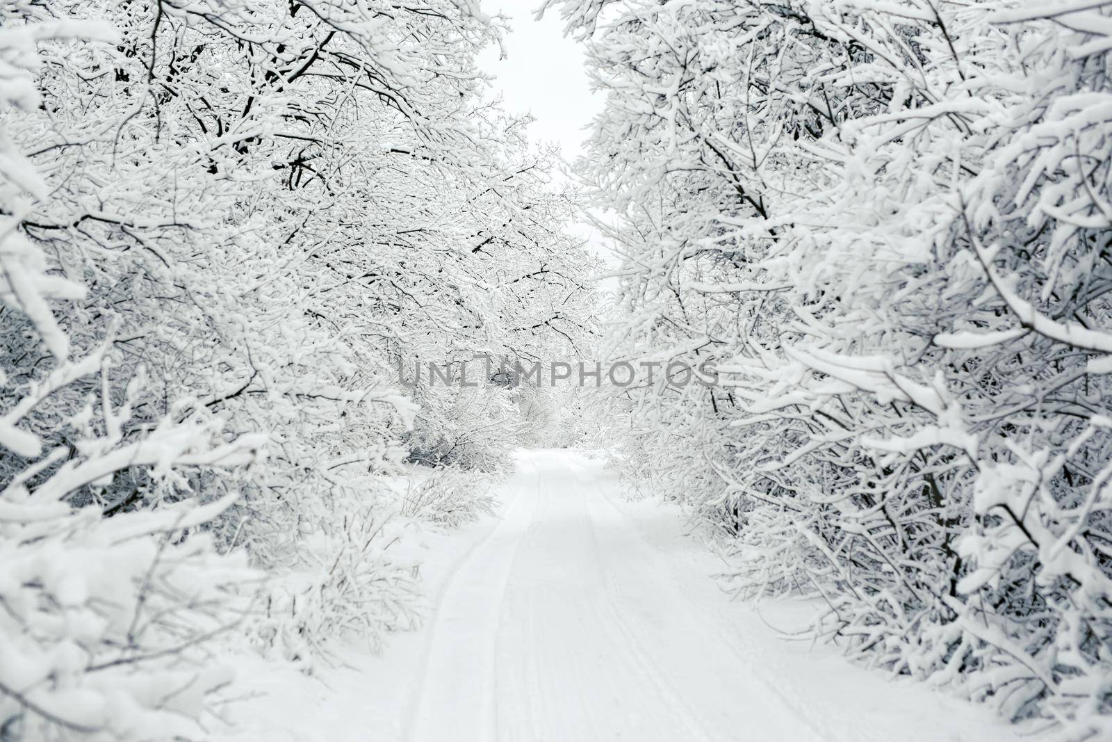 The road through the winter snow forest. Winter snow road in forest.