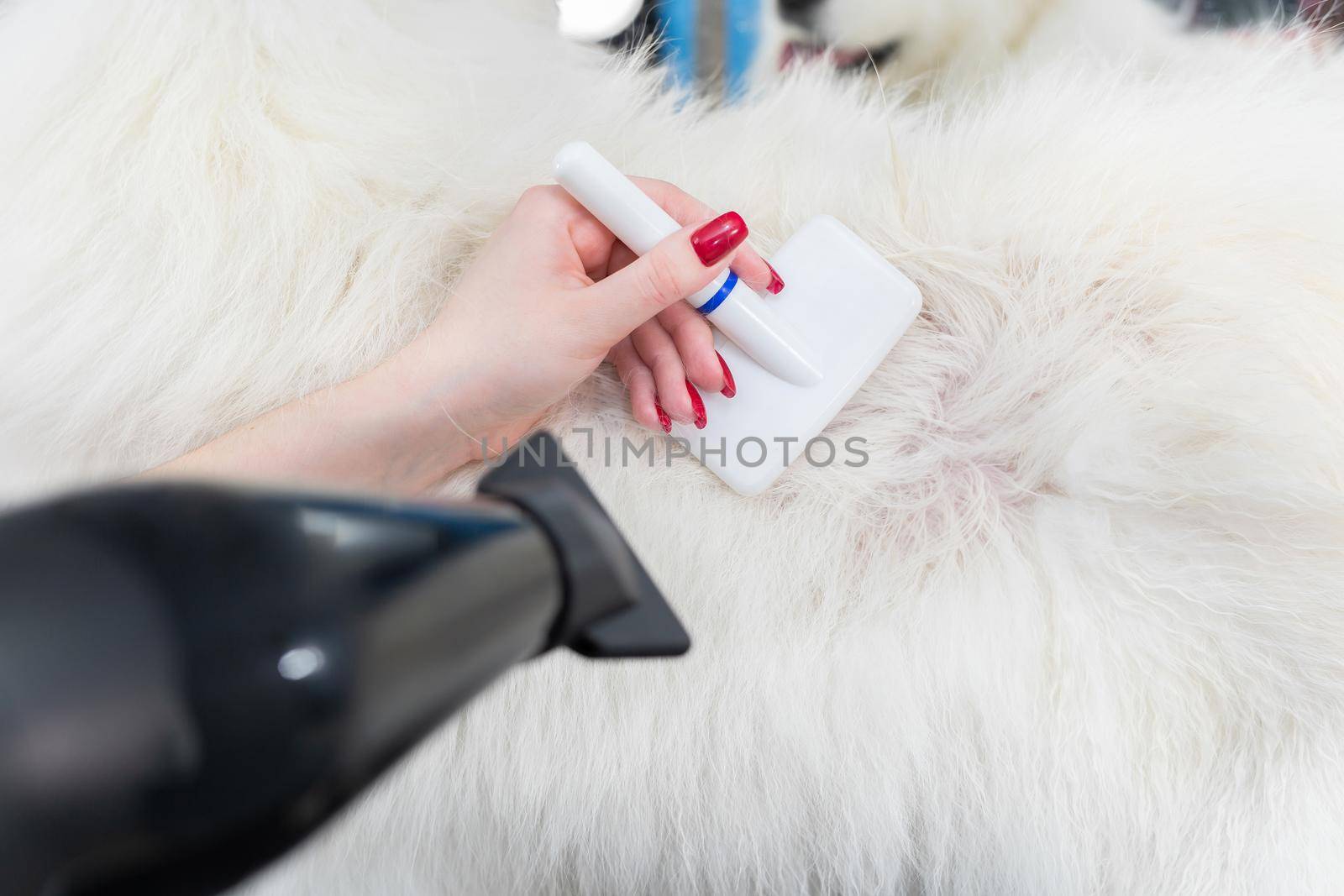 A female groomer combing a Samoyed dog with comb. Big dog in grooming salon.