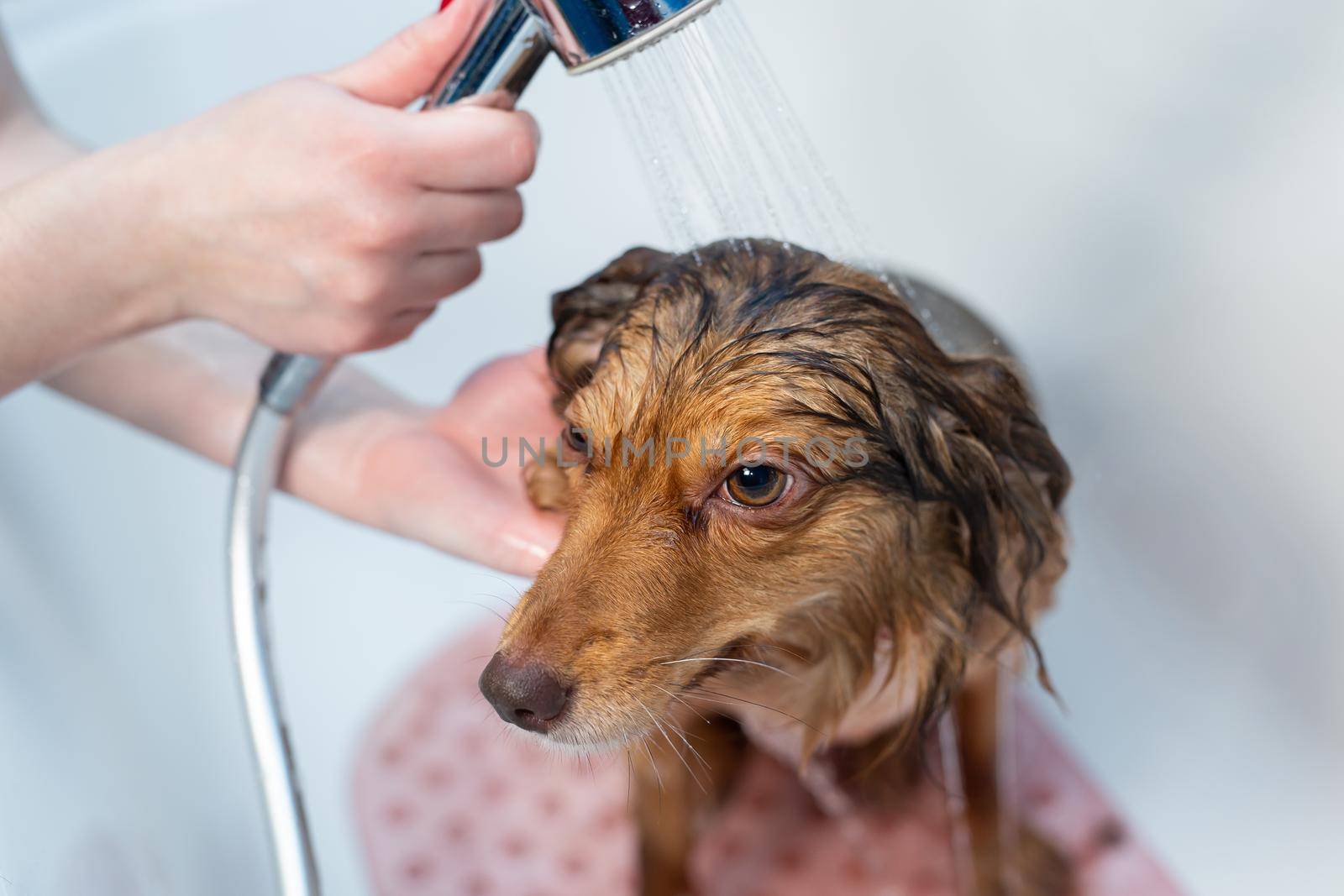 A female groomer washes a dog in the bathroom. A big dog in a barber shop by StudioPeace