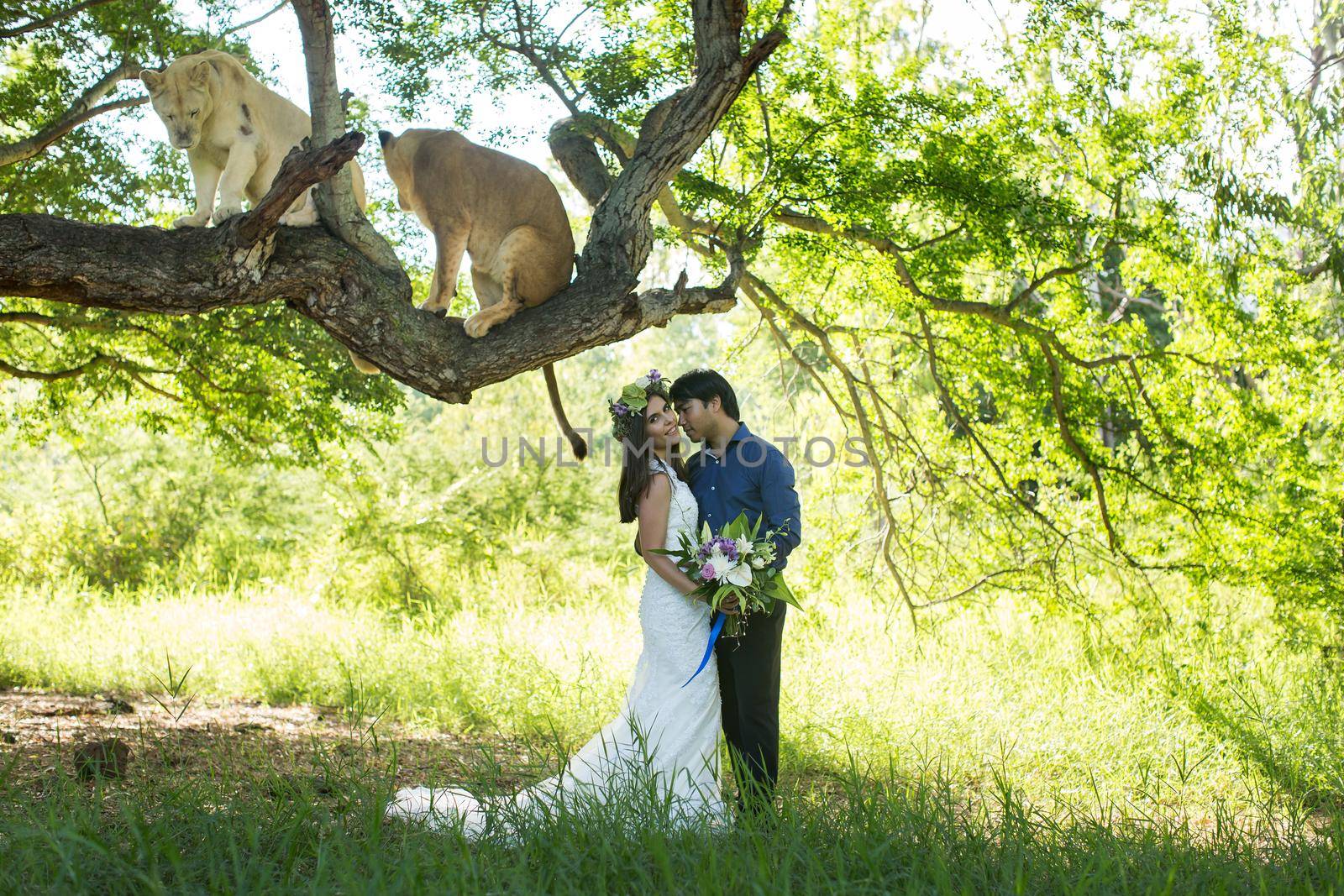 Beautiful bride and groom with two lionesses in nature. by StudioPeace