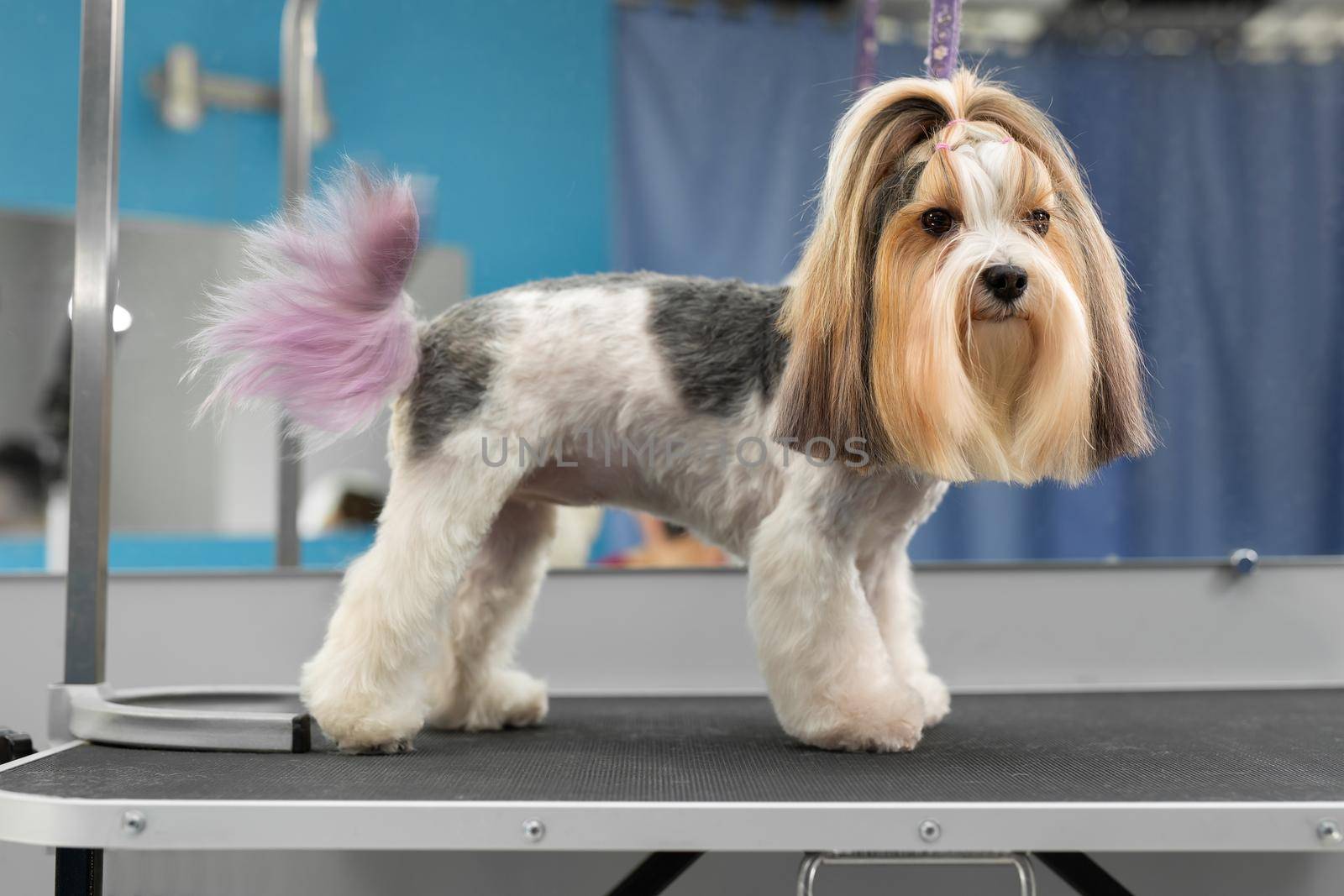 A Yorkshire terrier dog poses after washing and grooming in a barbershop by StudioPeace