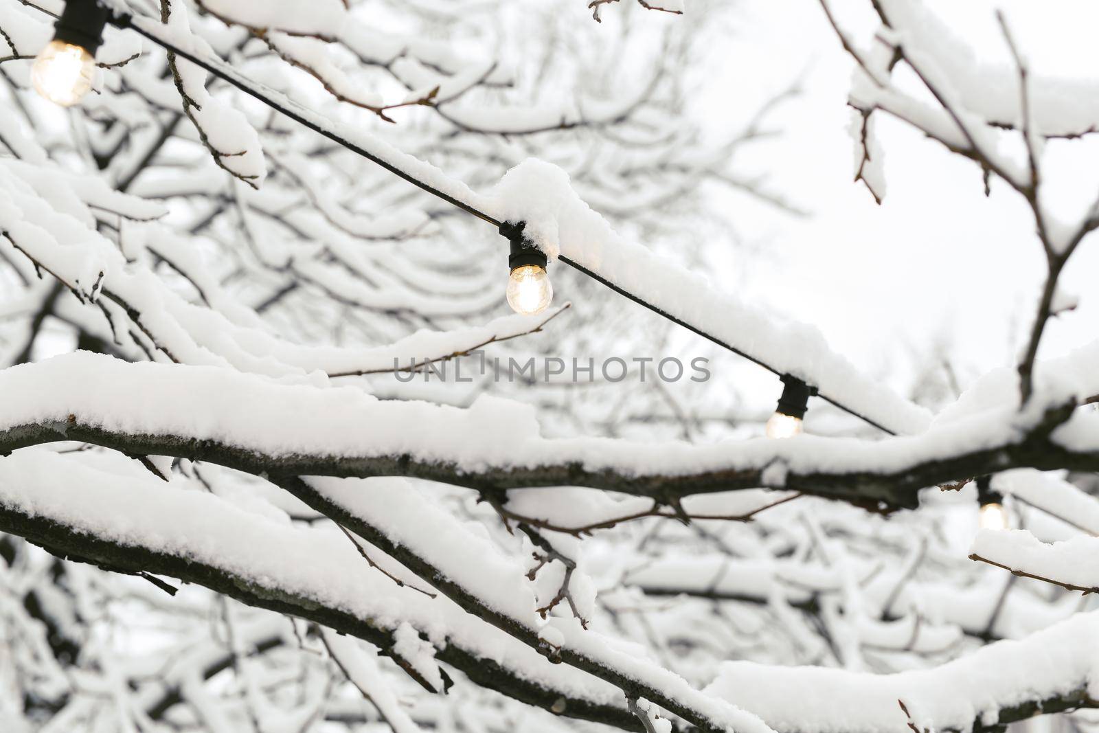 Against the sky is a snow-covered tree and a street garland of light bulbs. The tree is covered with snow by StudioPeace