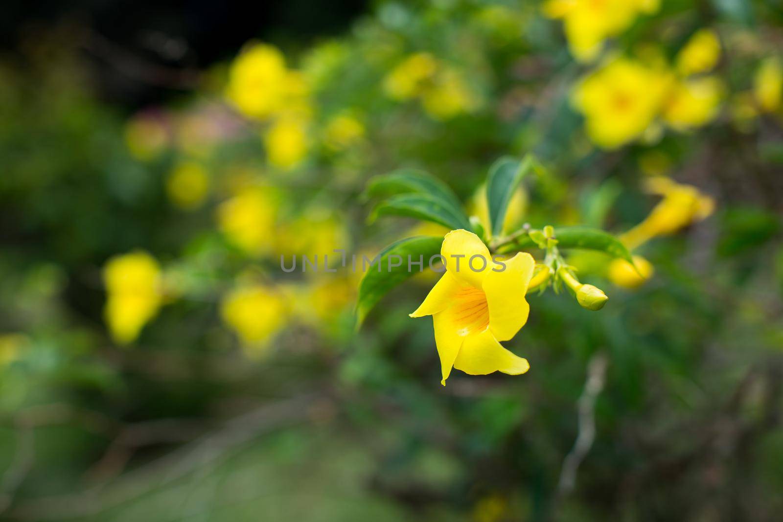 Forsythia flowers on a Bush with green leaves by StudioPeace