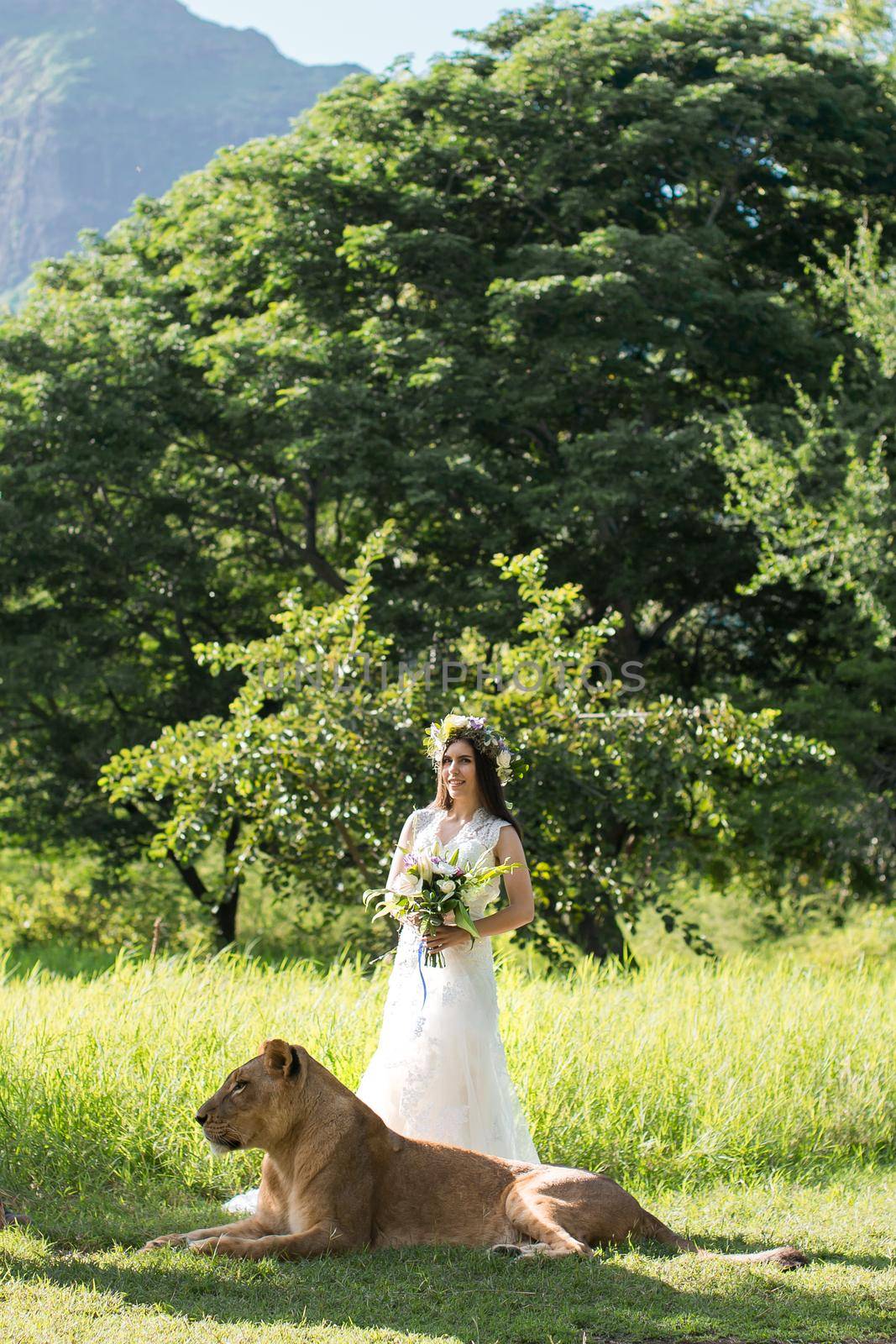 Beautiful bride and a lioness in the picturesque nature