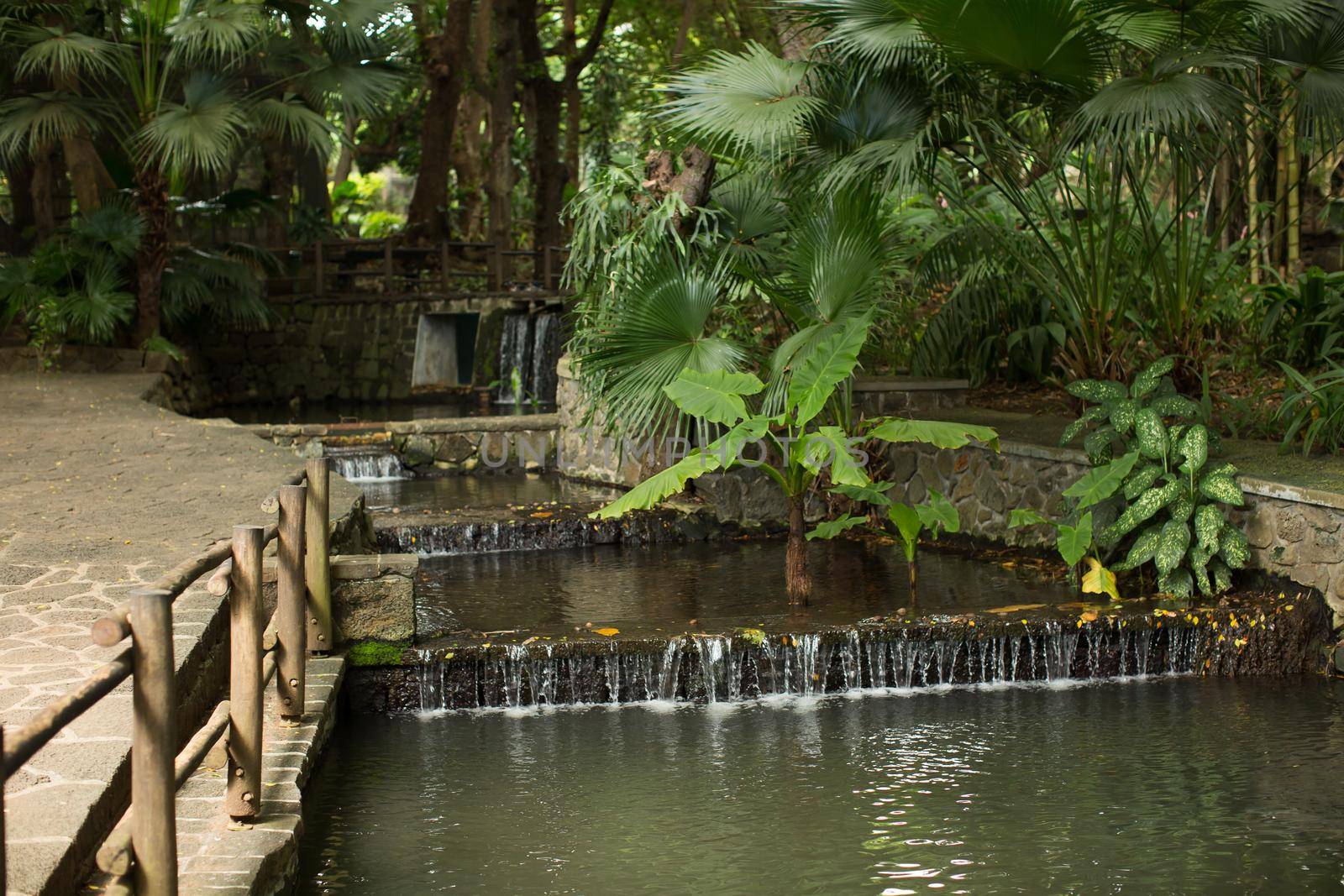 National Park with a waterfall, palm trees and a wooden fence. Mauritius. Casela. by StudioPeace