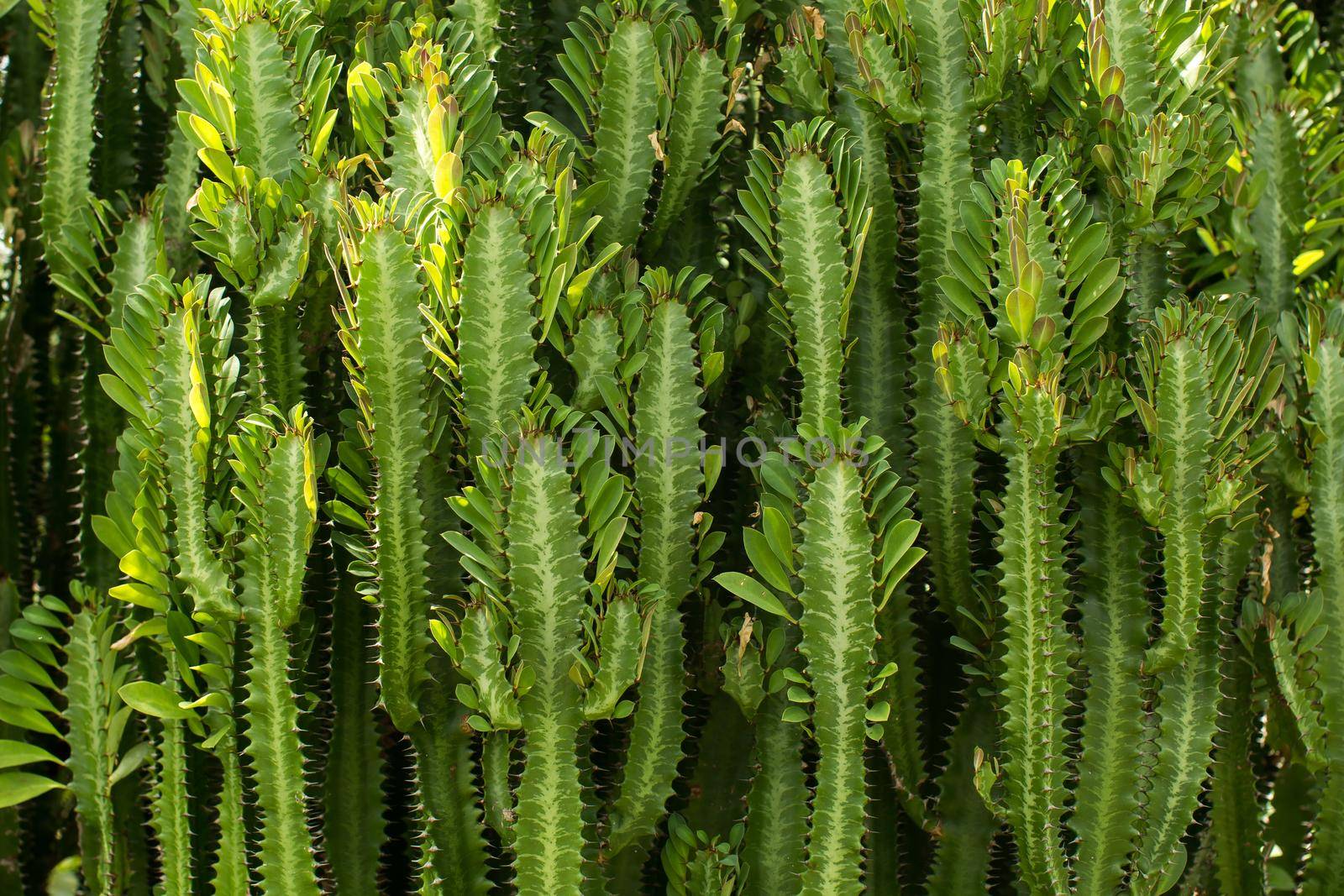 A plantation of green cacti on an exotic island by StudioPeace