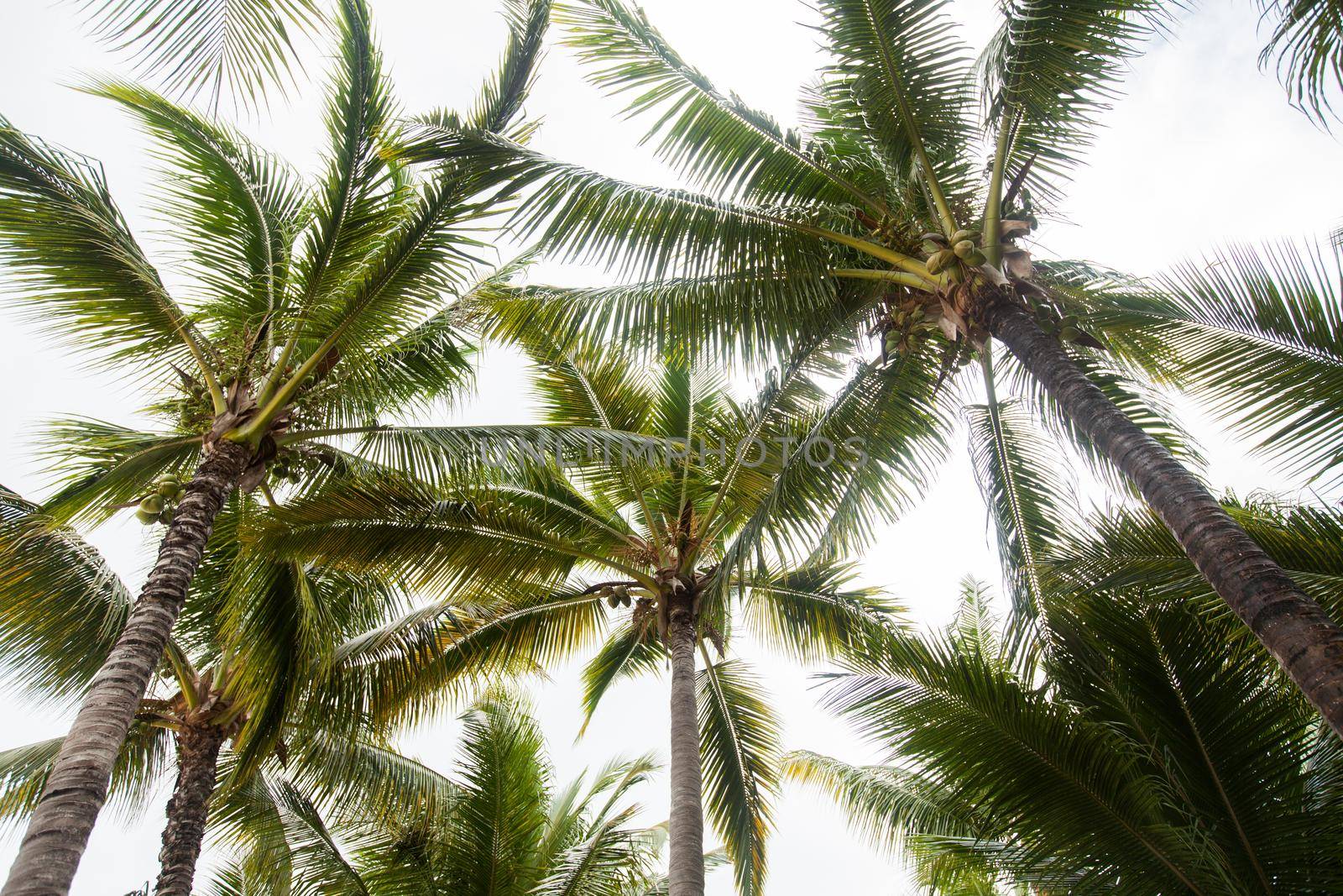 Palm trees on sky background