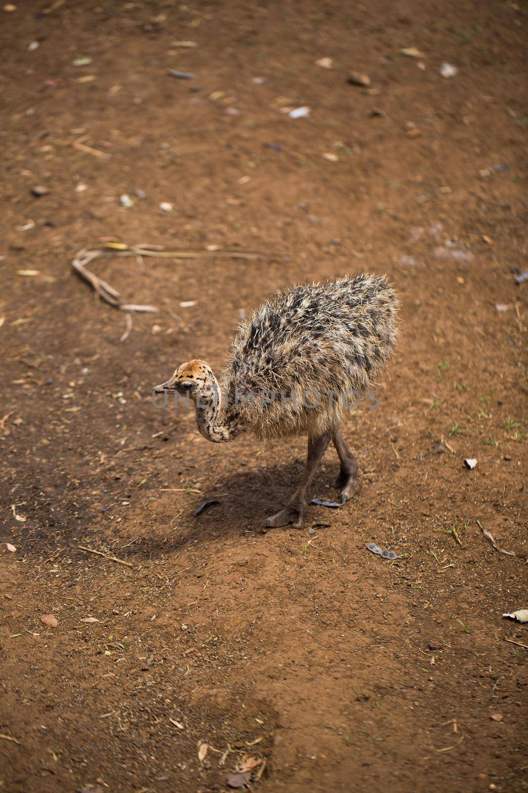 A charming ostrich child in a natural environment by StudioPeace