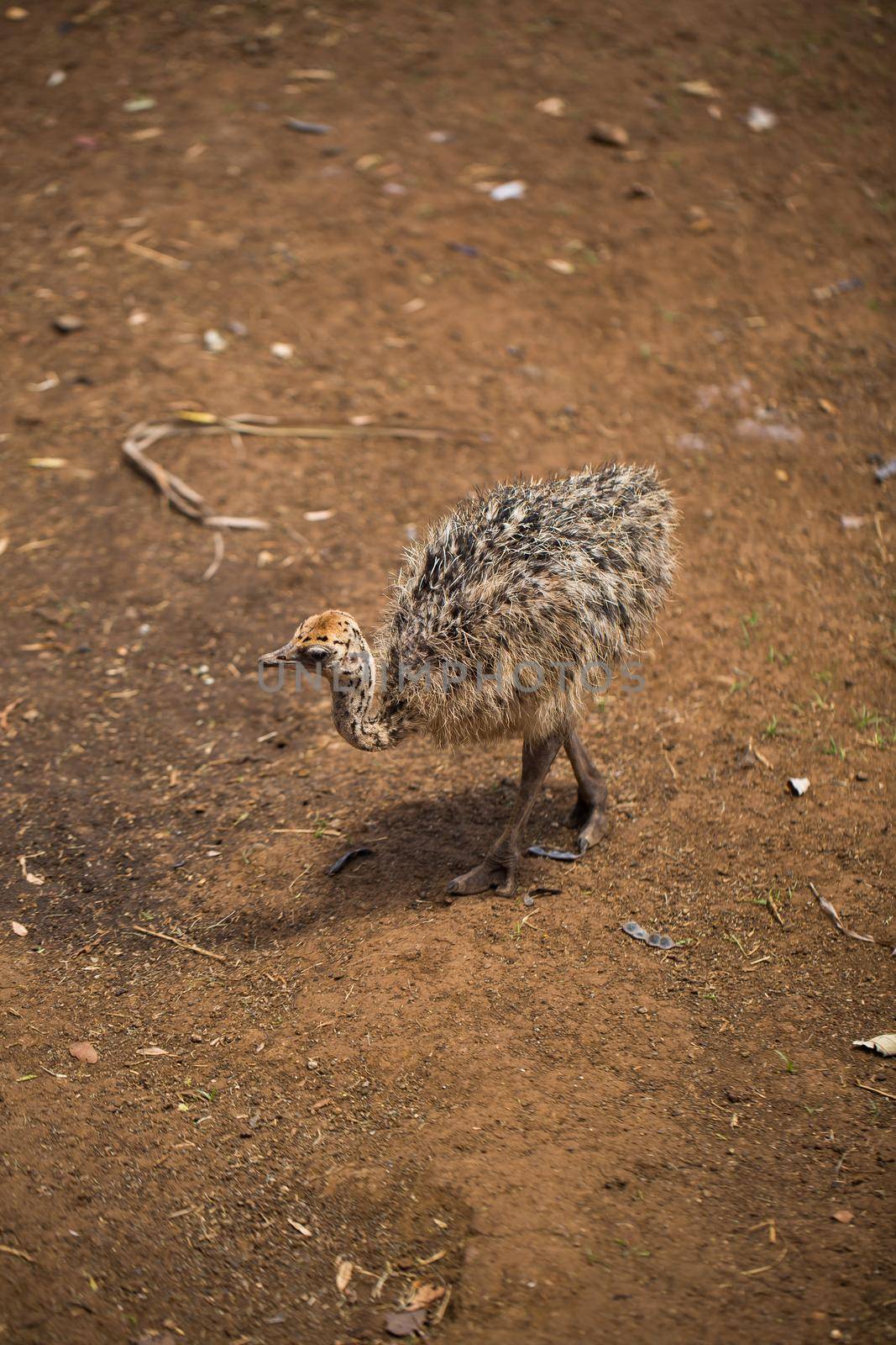 A charming ostrich child in a natural environment.