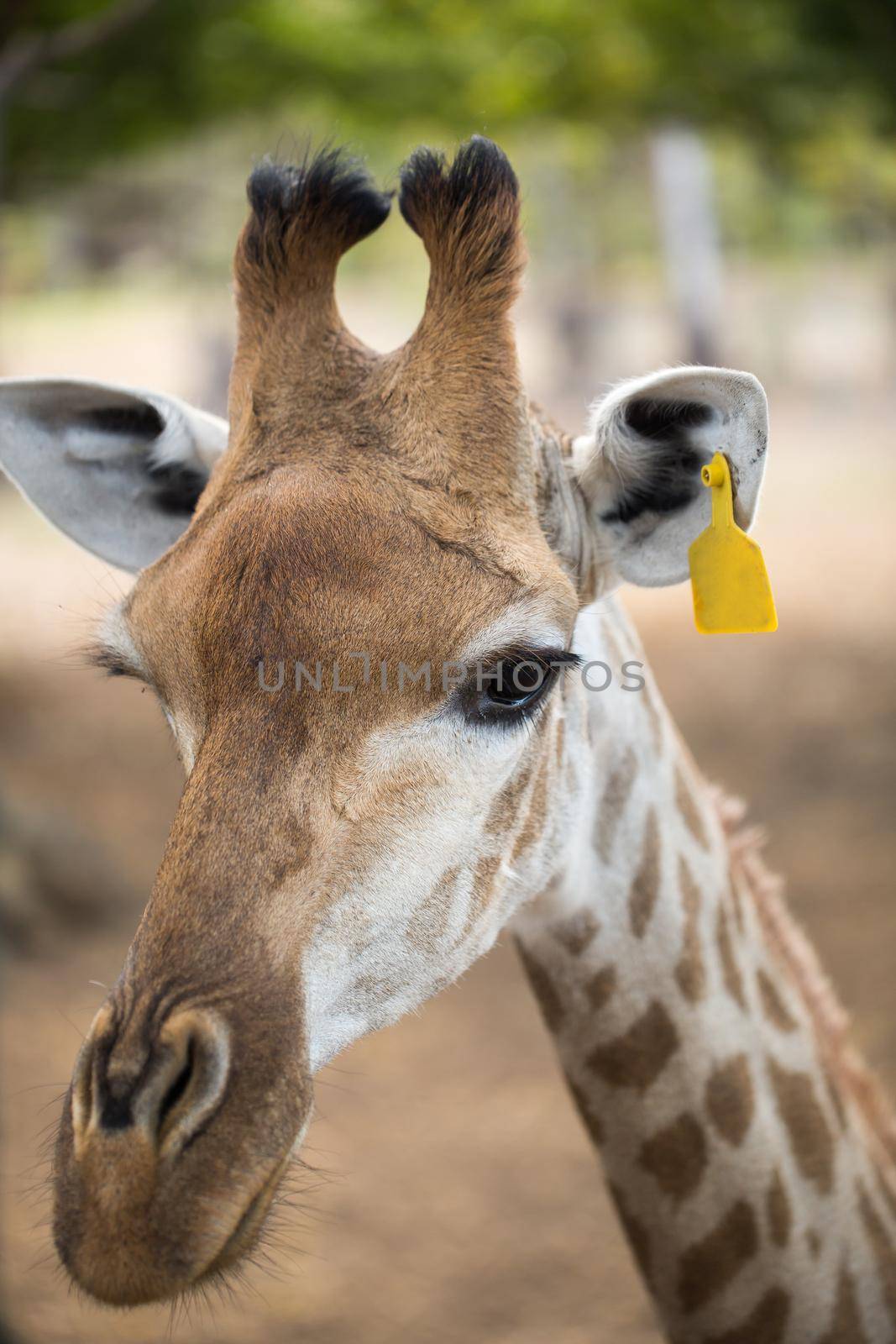 Reticulated giraffe close-up at the zoo. Mauritius by StudioPeace