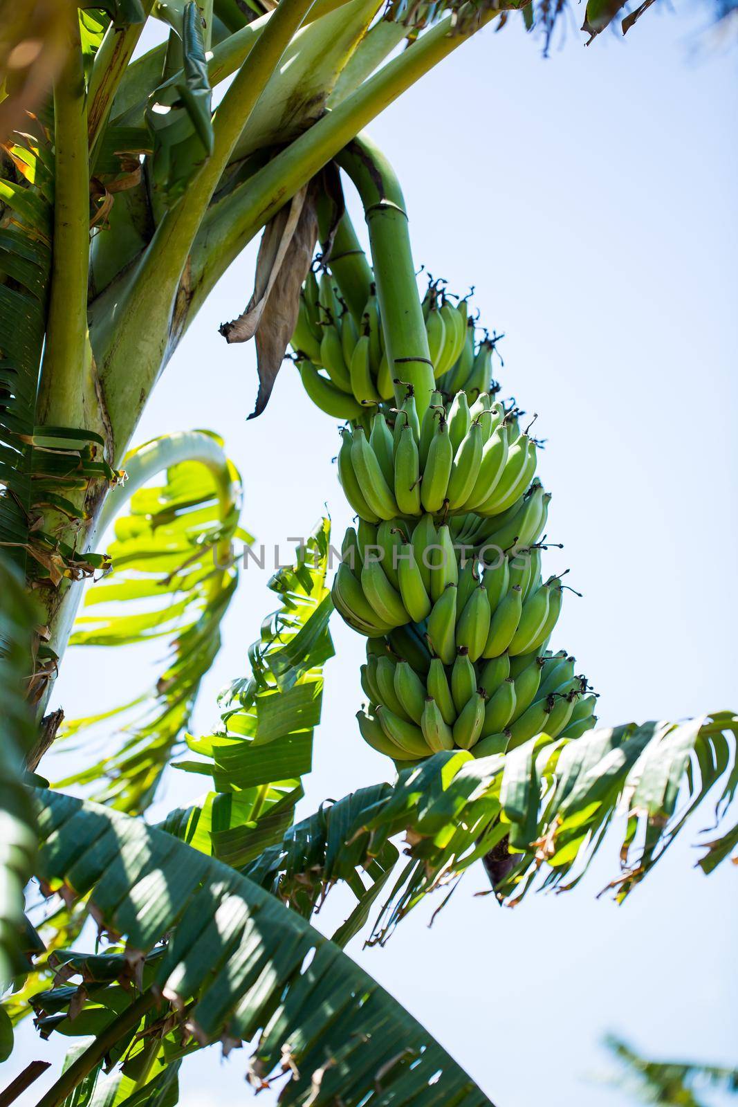 Bunch of banana on the palm tree by StudioPeace