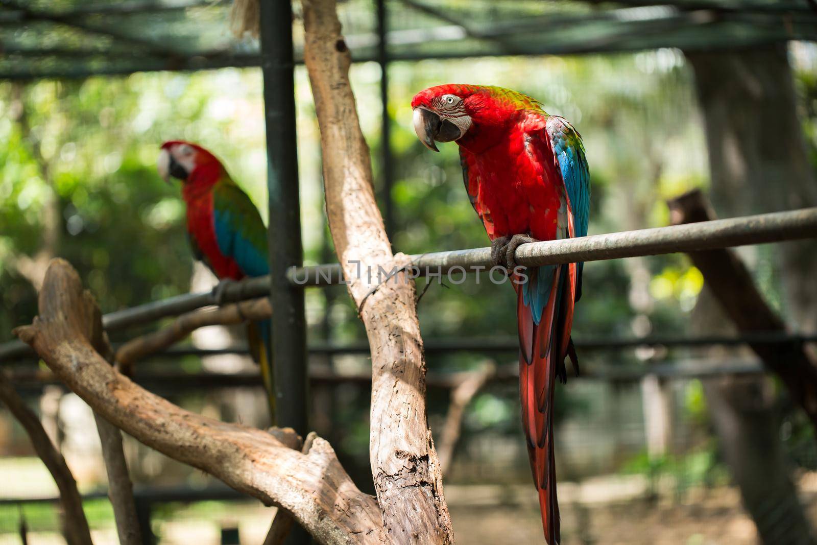 Scarlet macaw parrot bird, beautiful red bird perching on the wooden log. by StudioPeace