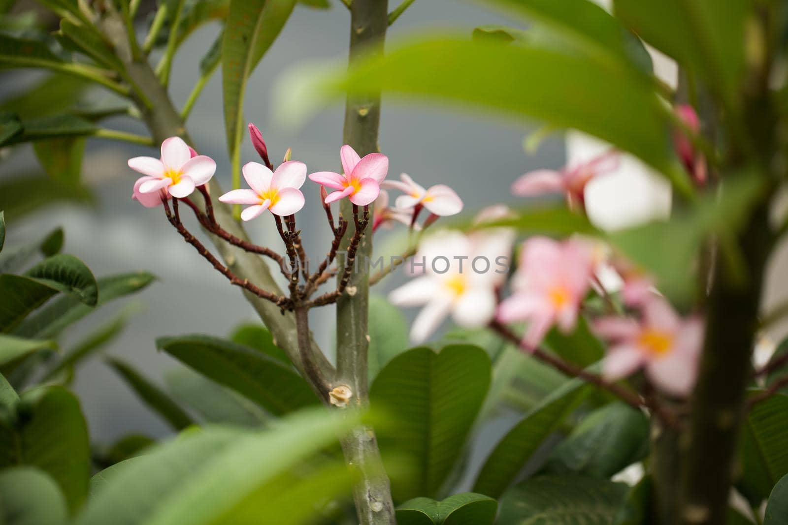 frangipani flowers Close up beautiful Plumeria. Amazing of Thai frangipani flowers on green leaf background. Thailand spa and therapy flower. by StudioPeace