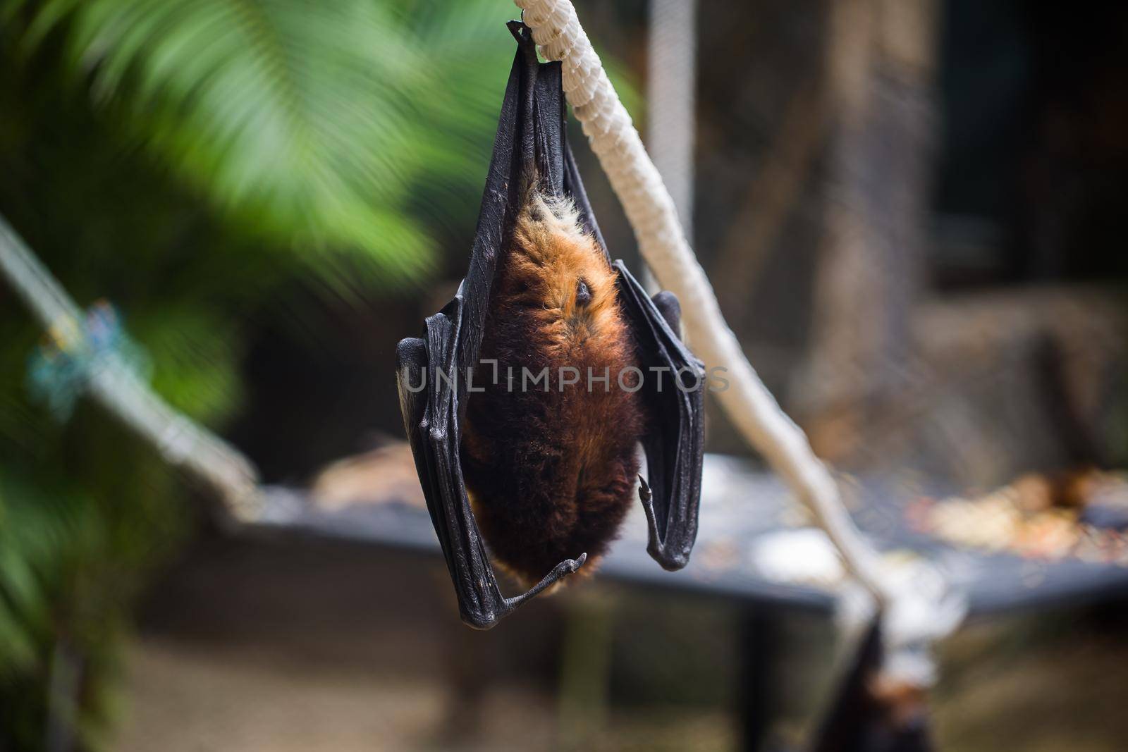 Bats are hanging in zoo cage. Giant golden-crowned flying fox by StudioPeace