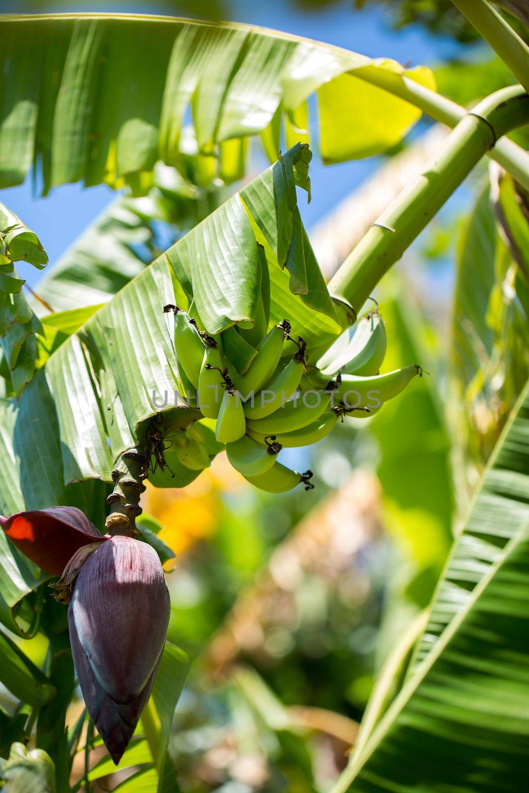 Bunch of banana on the palm tree.