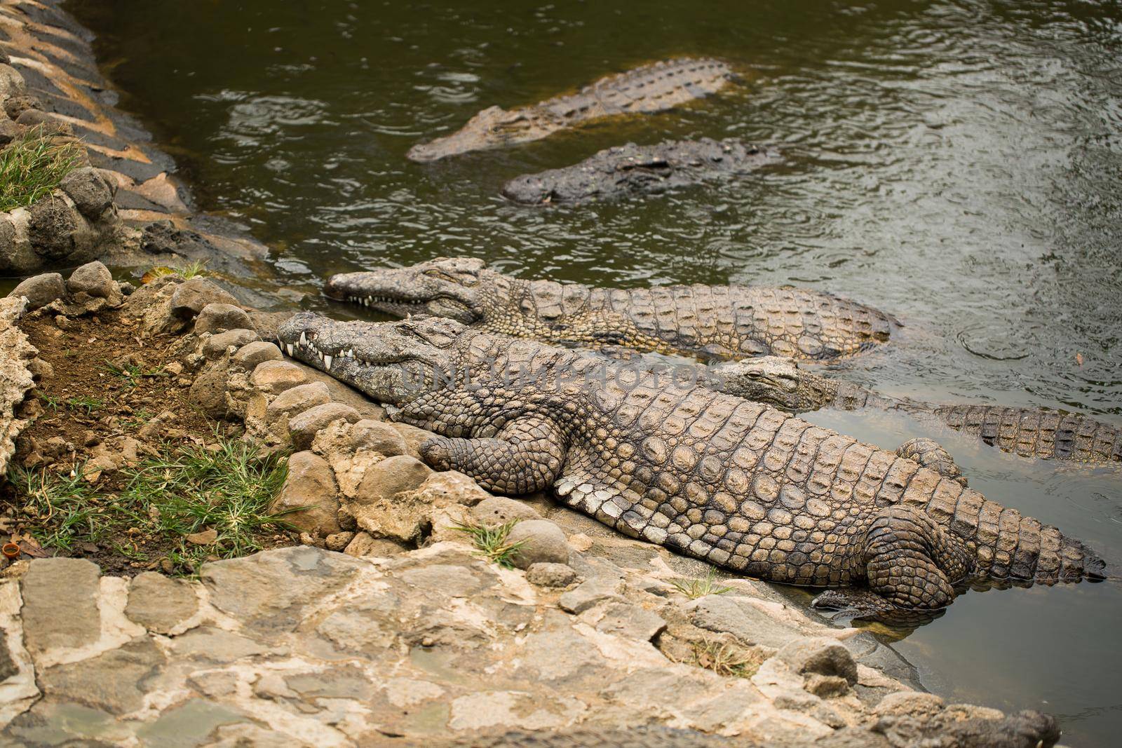 Crocodile in the pond at the zoo by StudioPeace